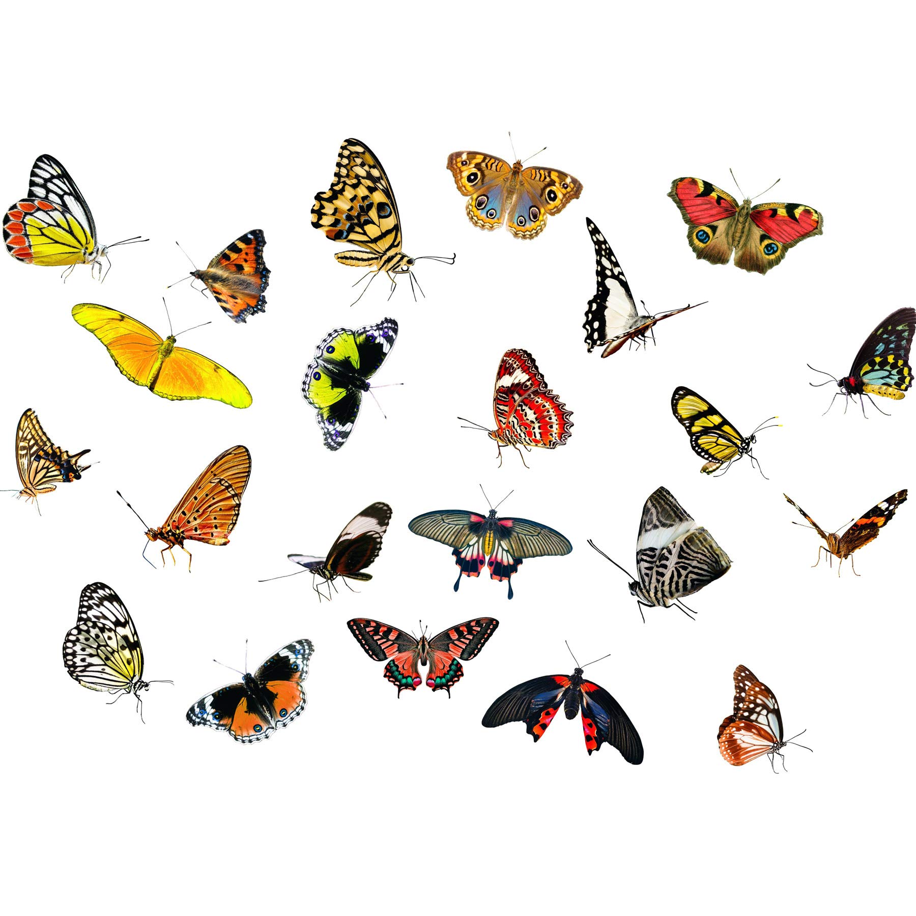Artery8 Moths Butterflies Insects Collage Photo Premium Wall Art Canvas Print 18X24 Inch