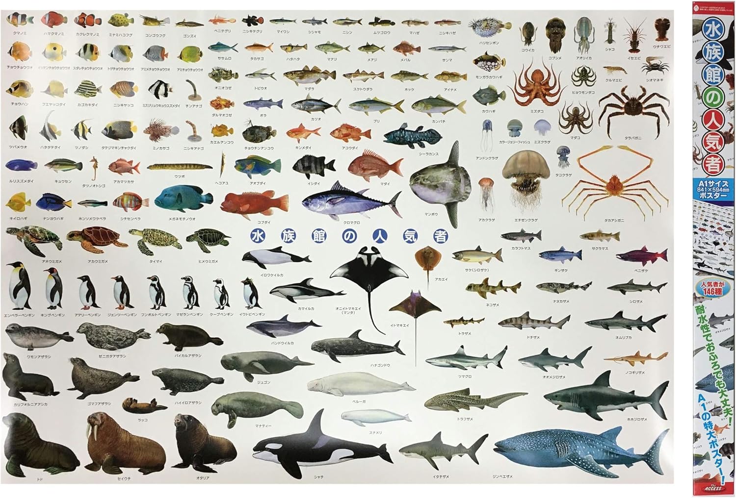 Amazon 水族館 人気者 ポスター 特大サイズ 146種 お風呂ポスター 図鑑 ａ1 サイズ 841 584mm Ki 090 C 生物 動物 人体 おもちゃ