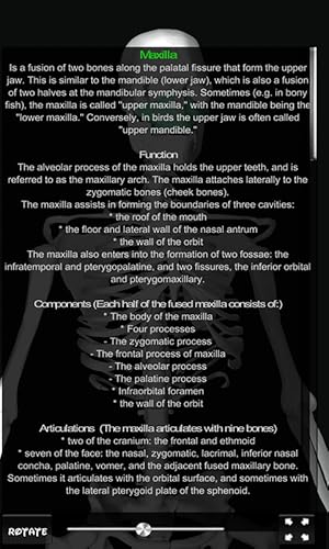 Bones Human 3D (anatomy)