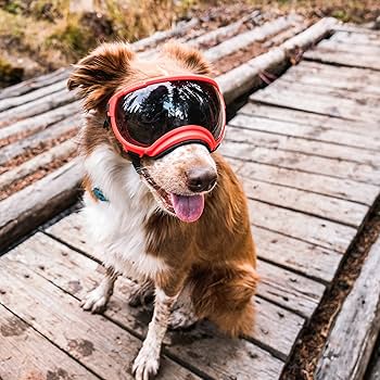 Rex Specs V2 Dog Goggles (Medium, Neon Pink) : Amazon.co.uk