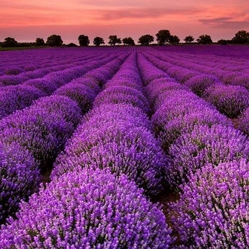 Miniatura 5 de Más de 10000 semillas de lavanda para plantar, semillas perennes de lavanda inglesa sin OMG, flor perenne para jardín, interior y exterior