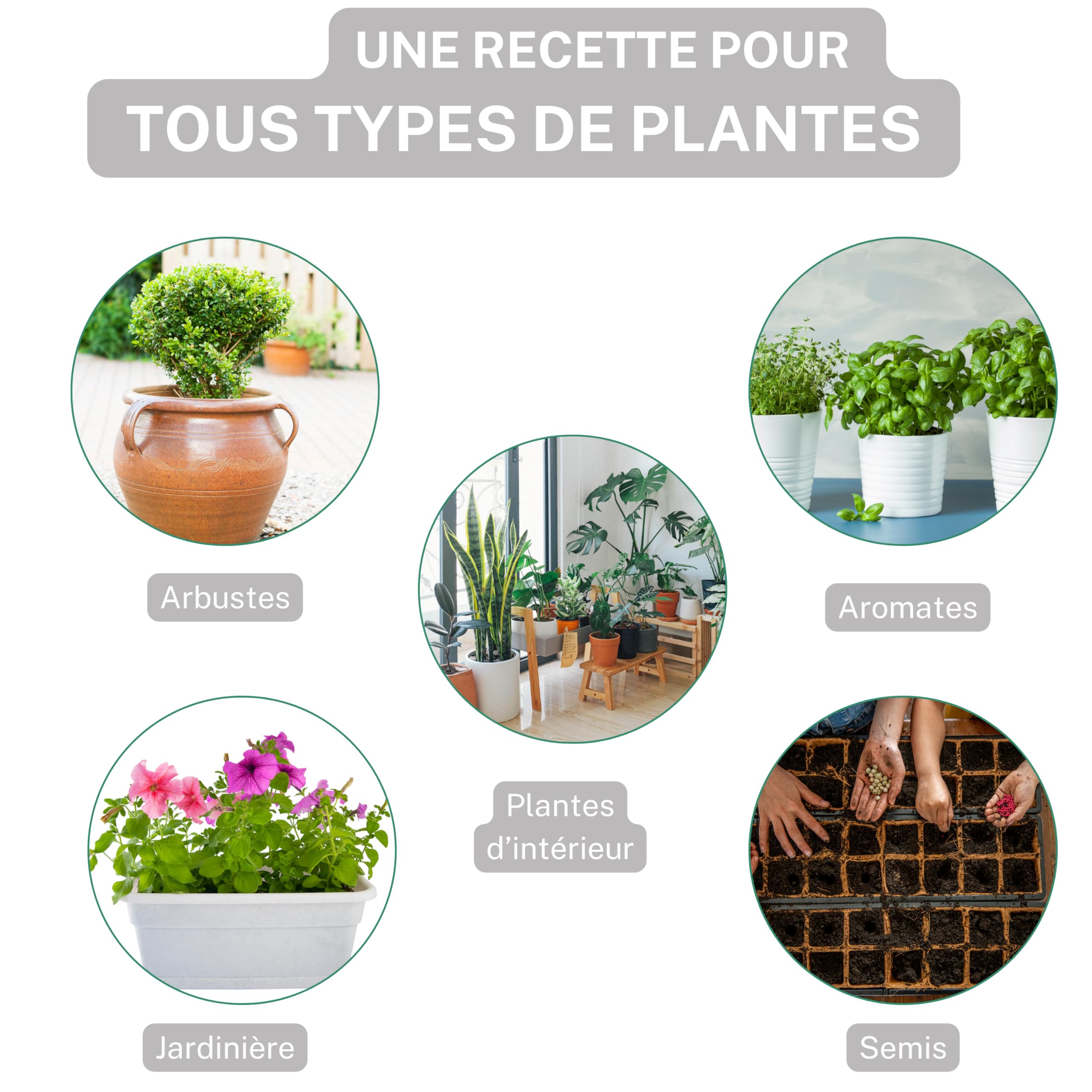 Terre d'Auguste – Perlite pour Plantes et Terrarium 6L – Qualité Supérieure pour Rempotage, Drainage et Aération