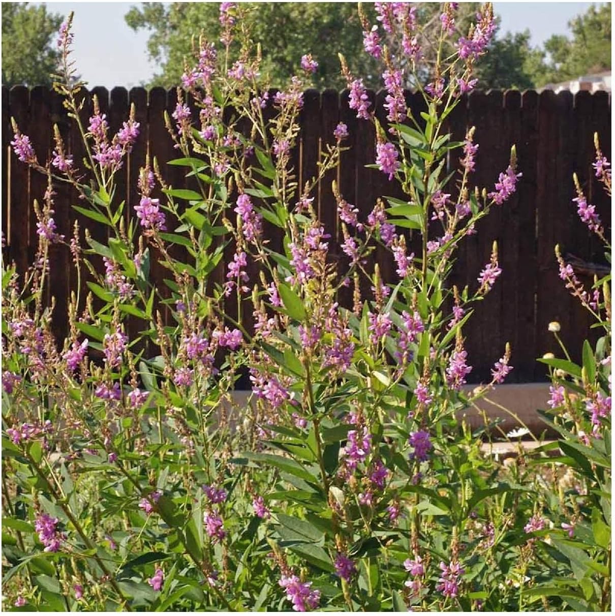 Everwilde Farms - 1/4 Lb Showy Tick Trefoil Native Wildflower Seeds - Gold Vault