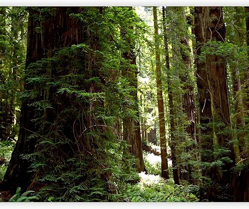 artgeist Mural de pared Bosque 154 x 122 pulgadas - Adhesivo autoadhesivo para pared, diseño de fotografía extraíble, decoración del hogar, paisaje