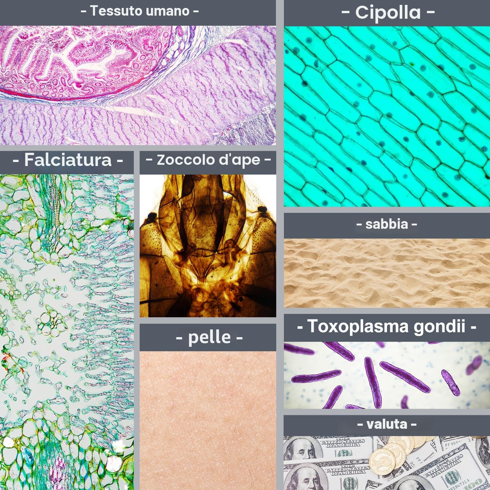 Microscopio tascabile per bambini, mini microscopio Ottico con zoom illuminato a LED, 5 vetrini preparati, Plus-microscopio biologico portatile per studenti, osservazione microbiologica (Nero)