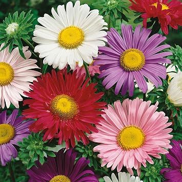 Eden Brothers China Aster Seeds - Thumbnail 3