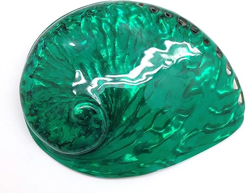 PEPPERLONELY 1 unidad de conchas marinas de abulón Midas verde esmeralda brillante pulidas para decoración y exhibición del hogar, 5 pulgadas ~ 6
