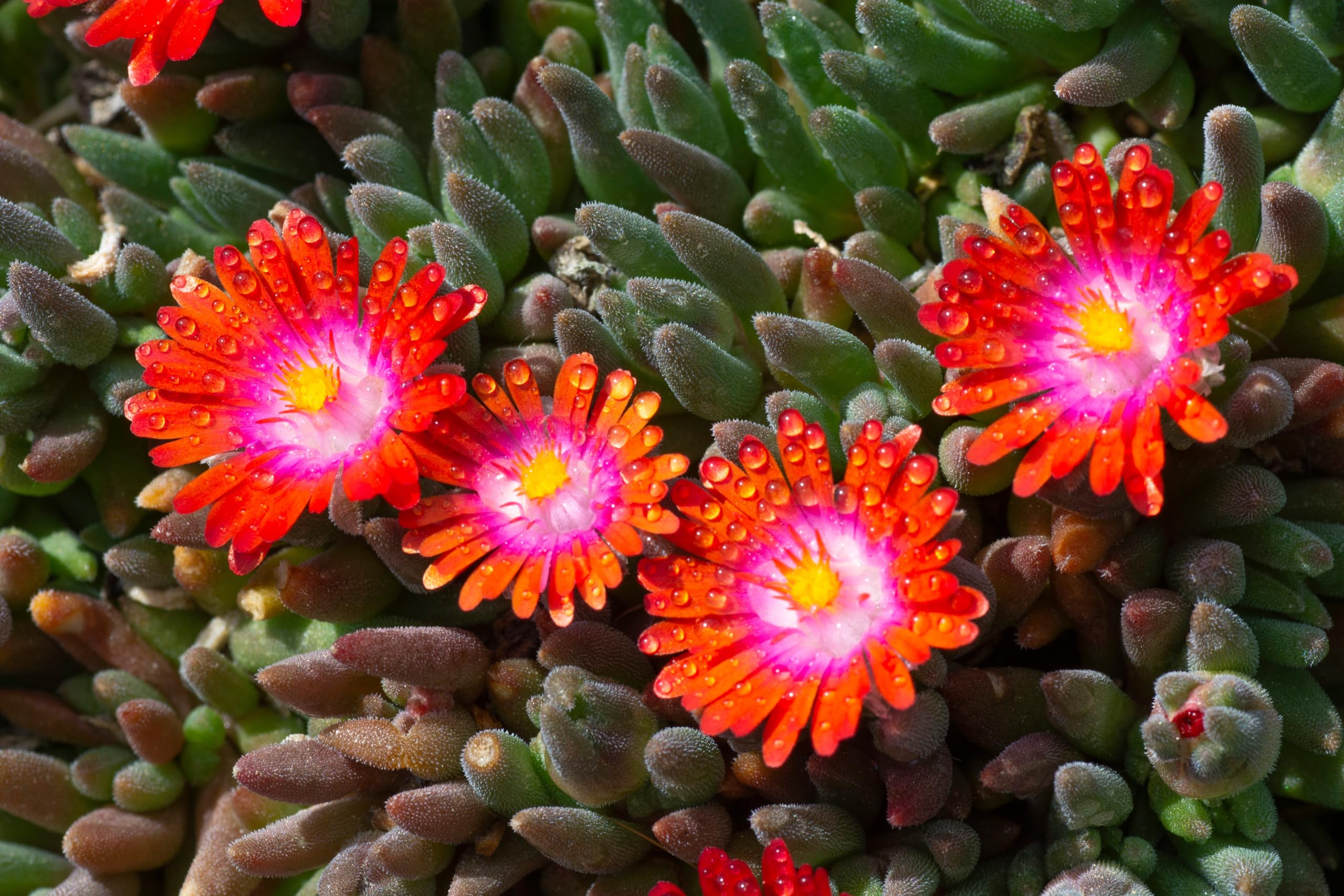 Stauden Gänge 10 x Delosperma cultorum 'Jewel of Desert Sunstone'