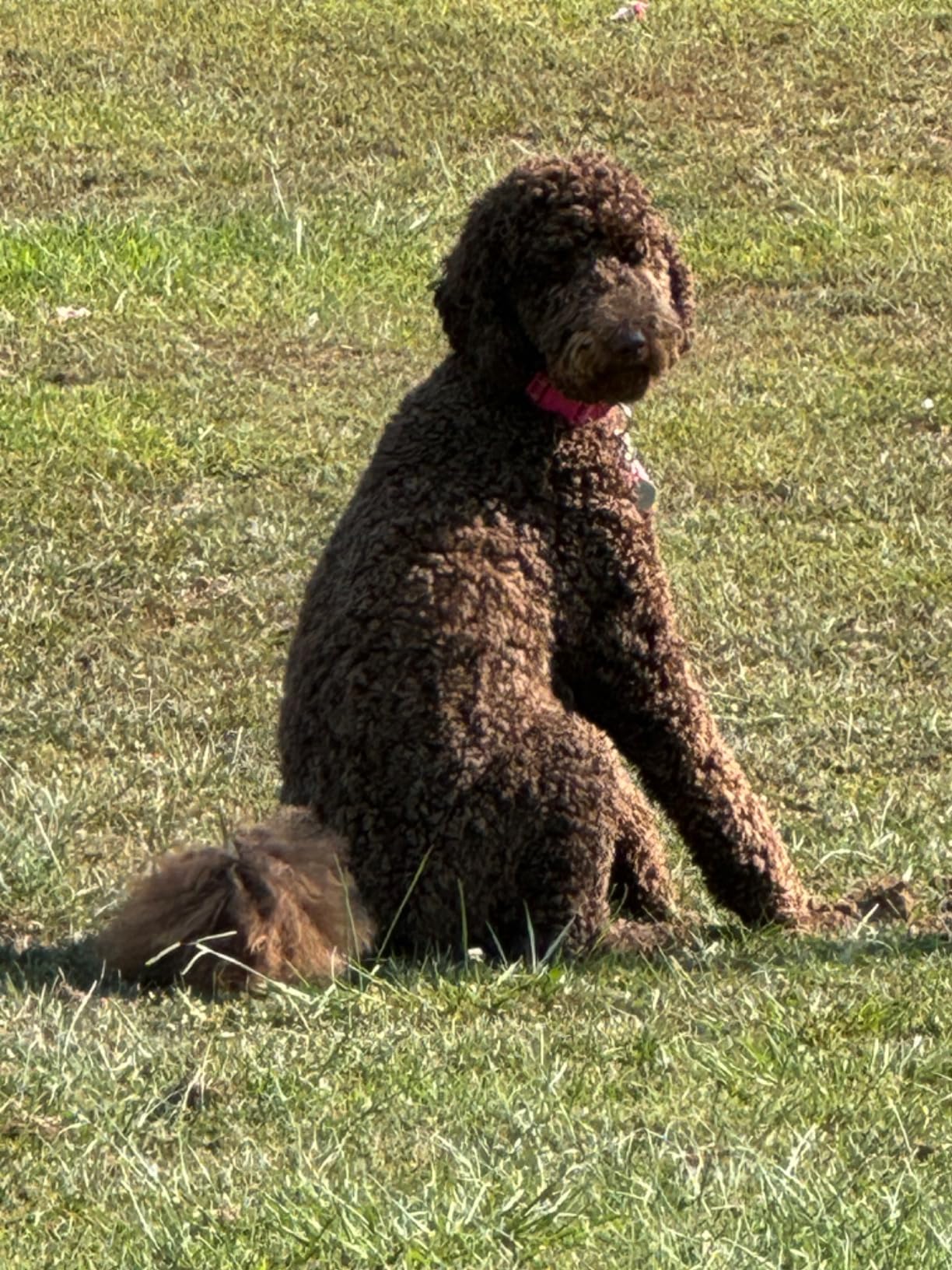 Doodle Detangler Spray