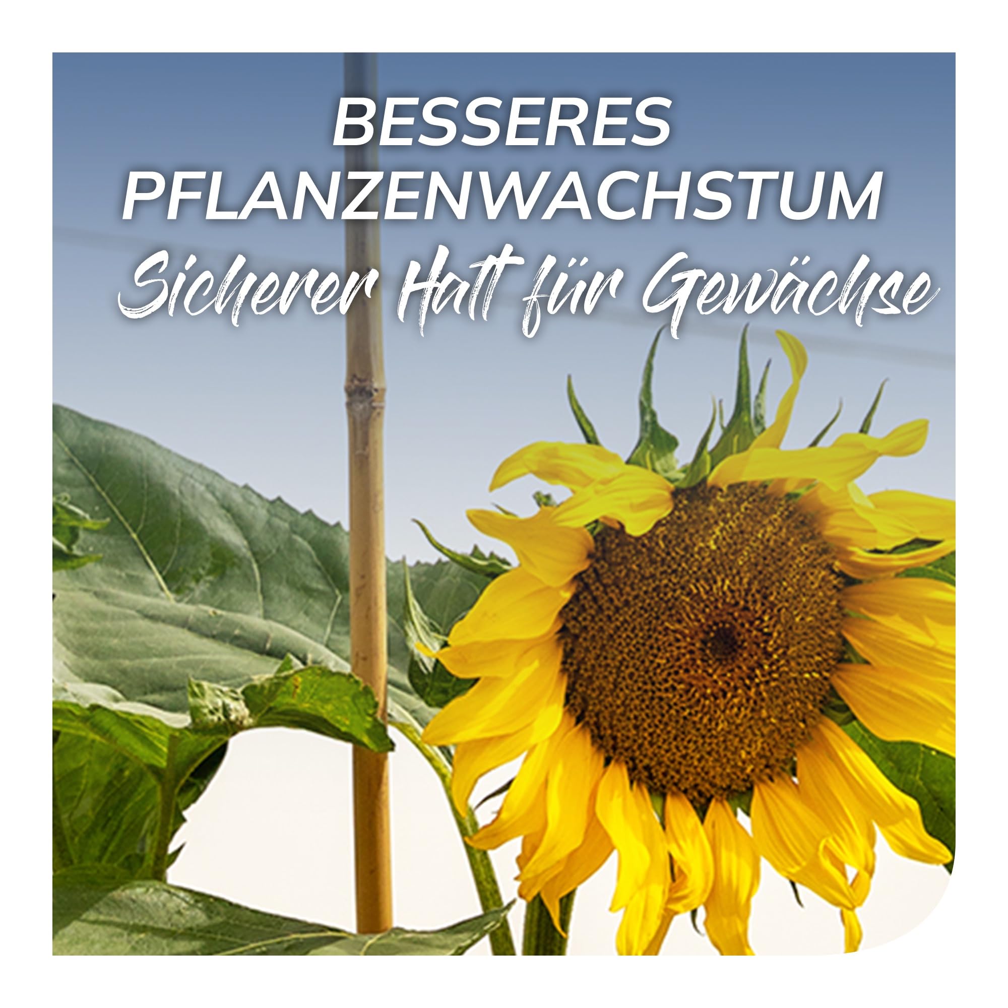 bellissa Bambusstäbe Rankhilfe Bambusstangen 50er-Set Bambusholz 180 cm | Pflanzenstütze für Rankpflanzen, widerstandsfähige Pflanzstäbe aus Holz für Garten & Balkon