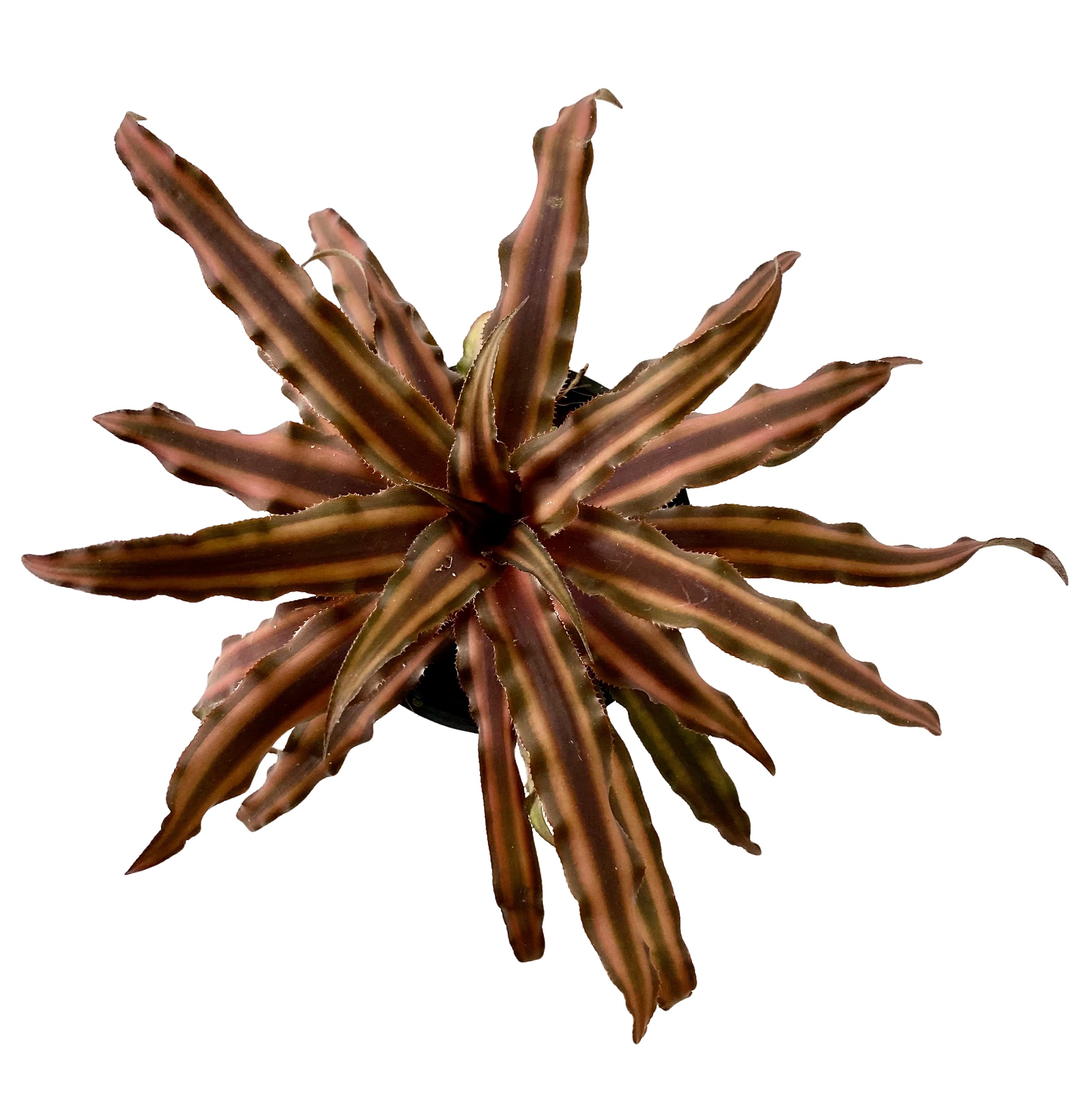 See full amazon price history chart for The Four Seasons Cryptanthus Bivittatus Earthstar Brown (Variegated) Natural Live Plant in Pot The Four Seasons Cryptanthus Bivittatus Earthstar Brown (Variegated) Natural Live Plant in Pot (B08CY7QT6Z) Amazon Price History, Amazon Price Tracker