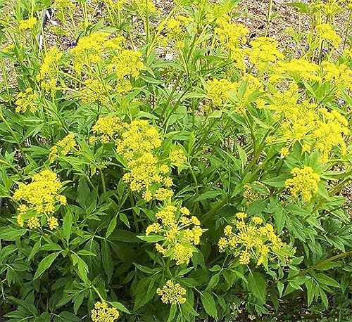 Golden Alexander - Similar a Queen Anne's Lace - Atractor de Mariposas - 500 Semillas