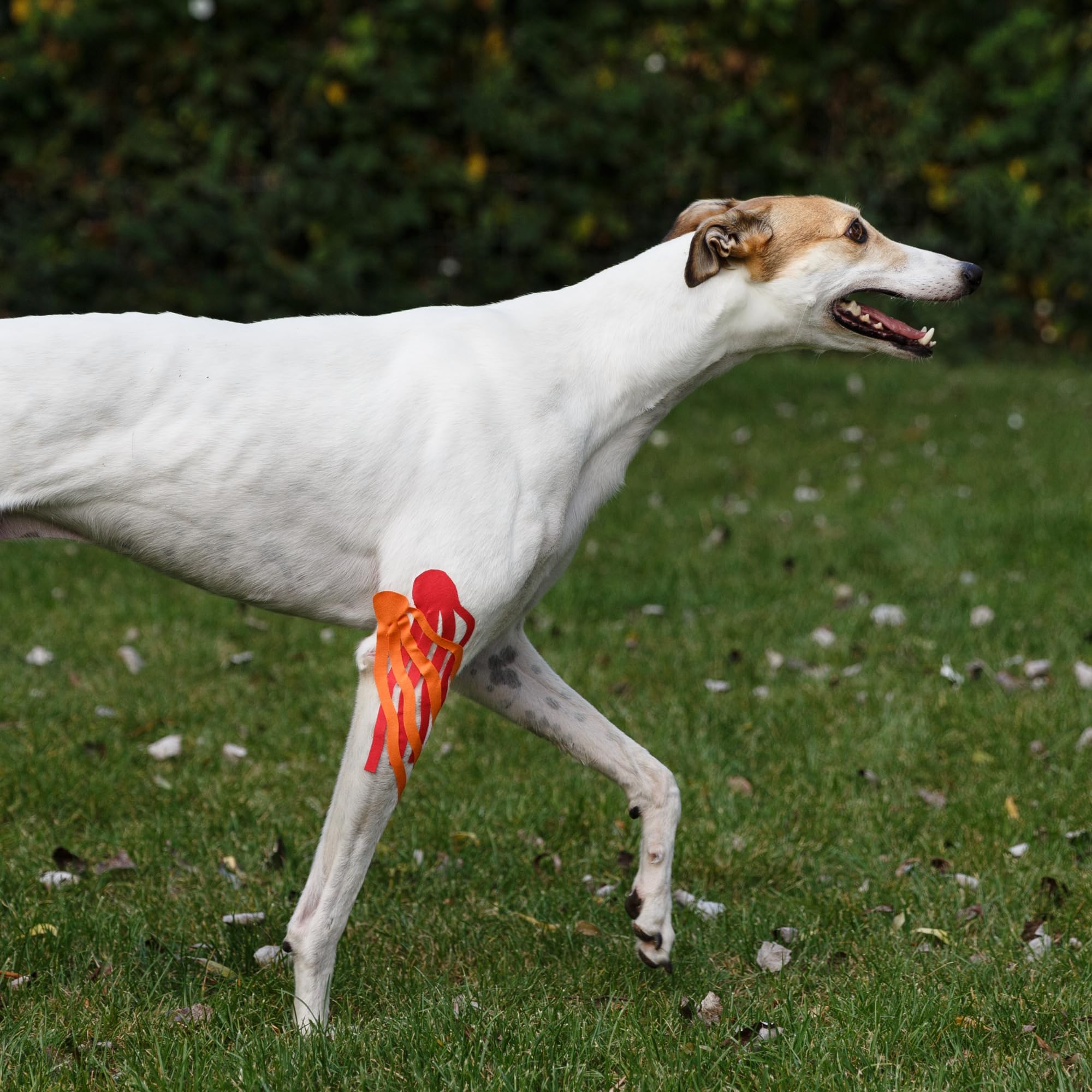 Kinesiology taping for dogs