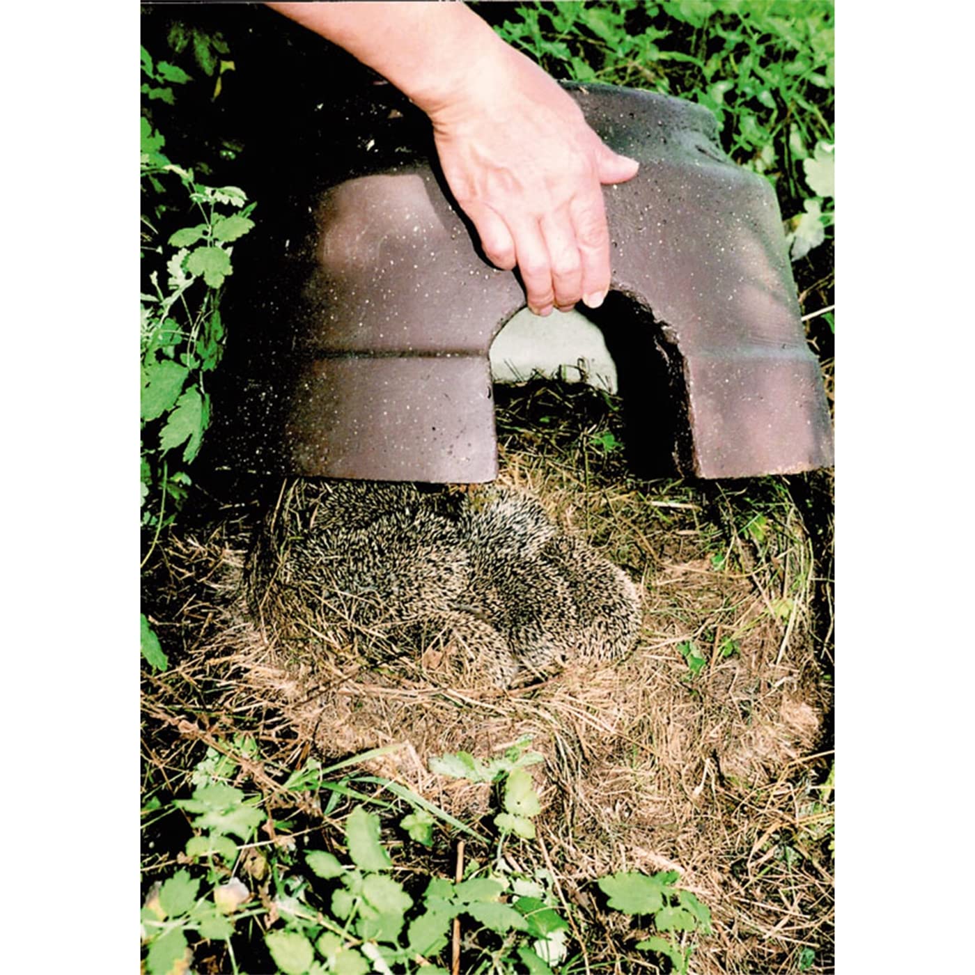 SCHWEGLER Igelkuppel mit Isolierboden