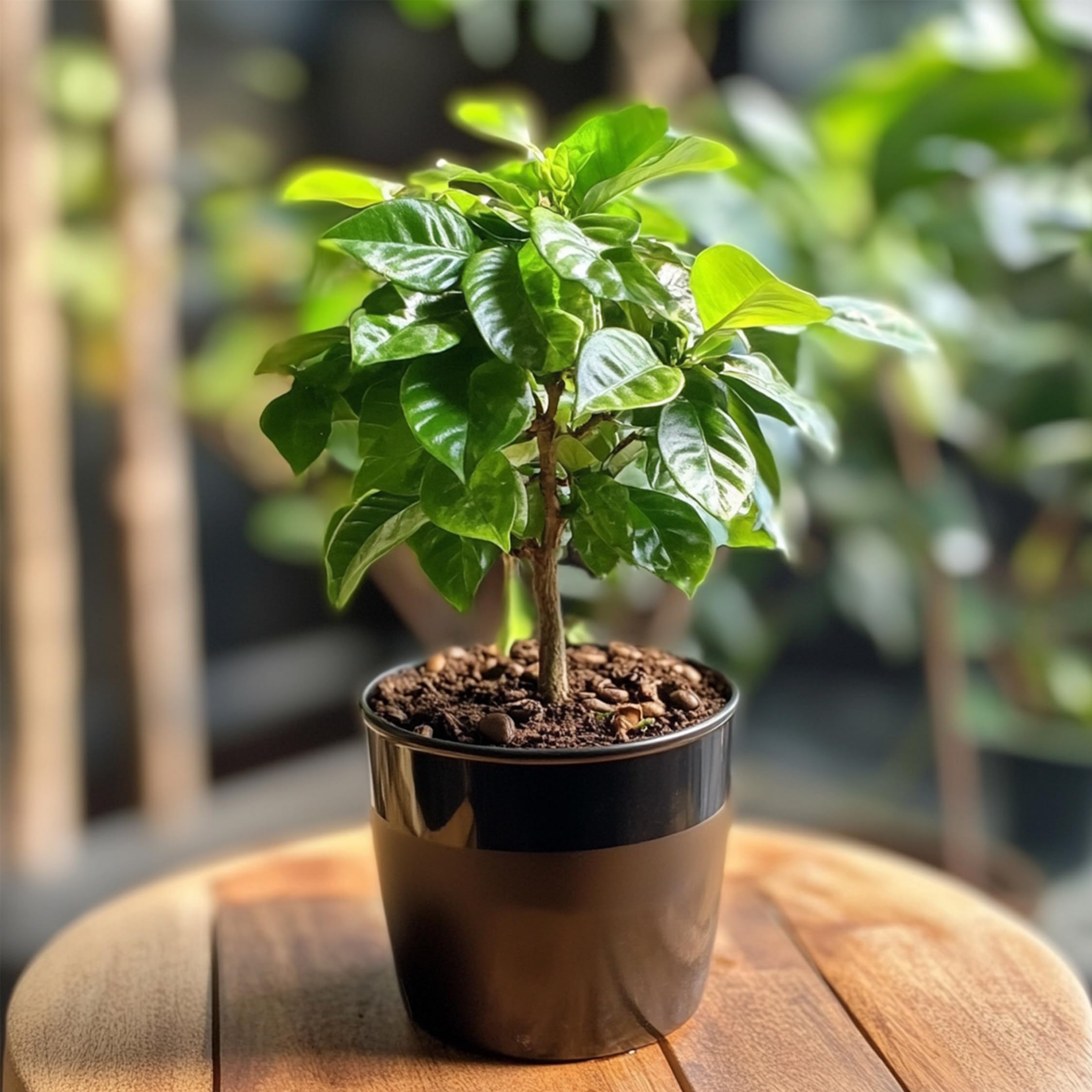 Plant in a Box - Kawowiec - Coffea arabica - Wysokość 25-40cm - Pot 12cm - Roślina doniczkowa - Zielony