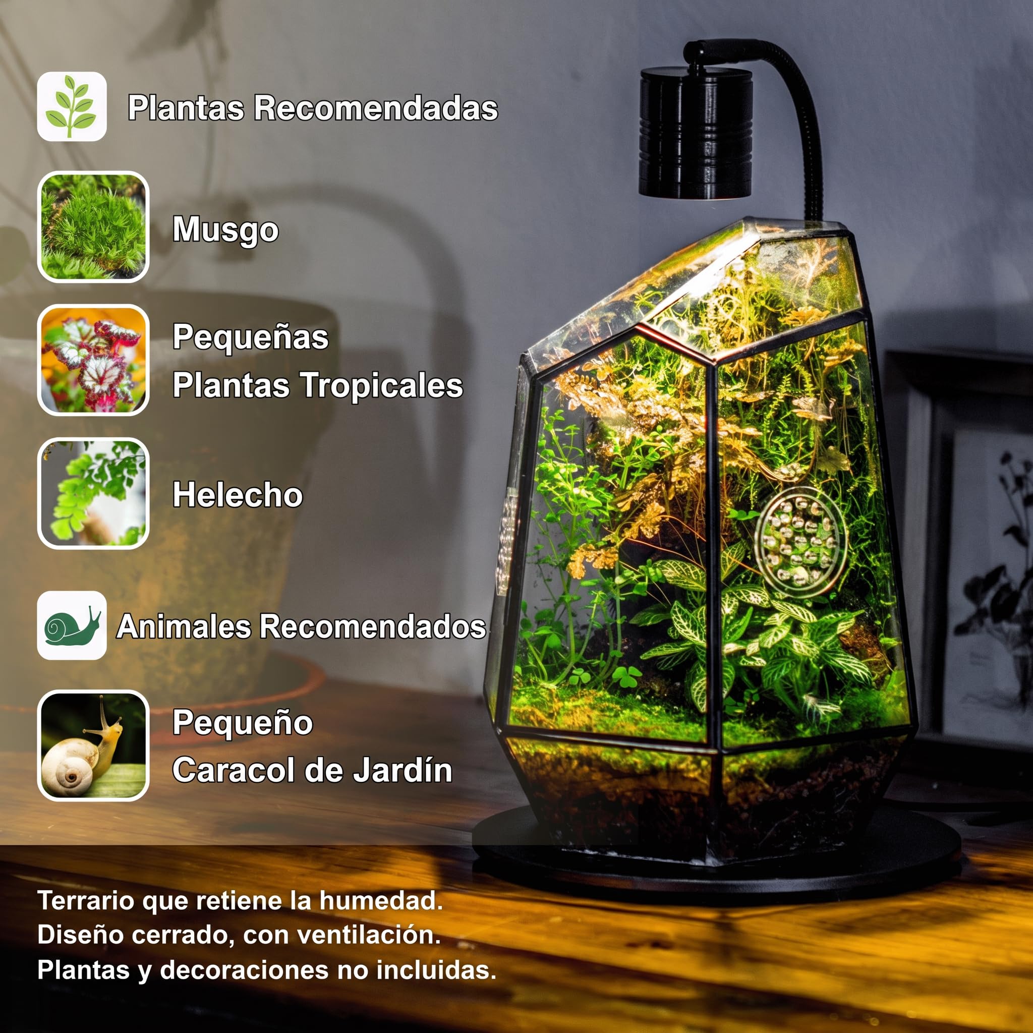 NCYP Recinto geométrico Cerrado de Vidrio con Puerta de Apertura Frontal y 2 Agujeros de ventilación para Insectos, suculentas, 20x17,5x25 cm (Solo terrario, sin Plantas)