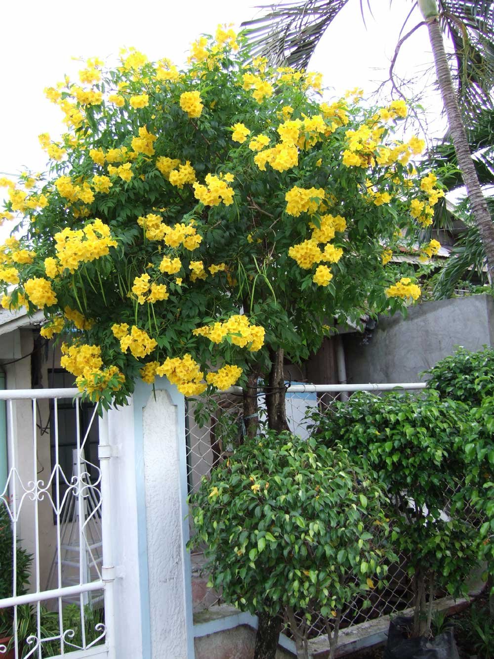 See full amazon price history chart for Creative Farmer Yellow-Elder Flower Seeds For Ornamental Seeds Flowering Plant Seeds Garden Pack Creative Farmer Yellow-Elder Flower Seeds For Ornamental Seeds Flowering Plant Seeds Garden Pack (B075PWCSZ1) Amazon Price History, Amazon Price Tracker
