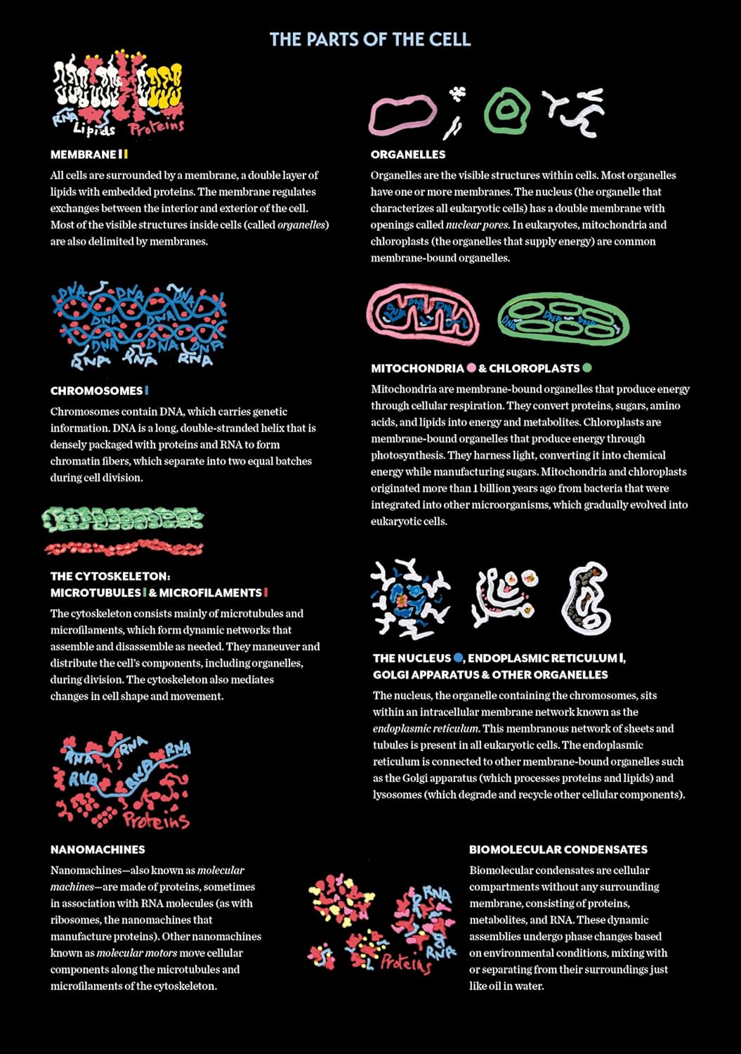 Cells: The Illustrated Story of Life      Paperback – Illustrated, December 2, 2025