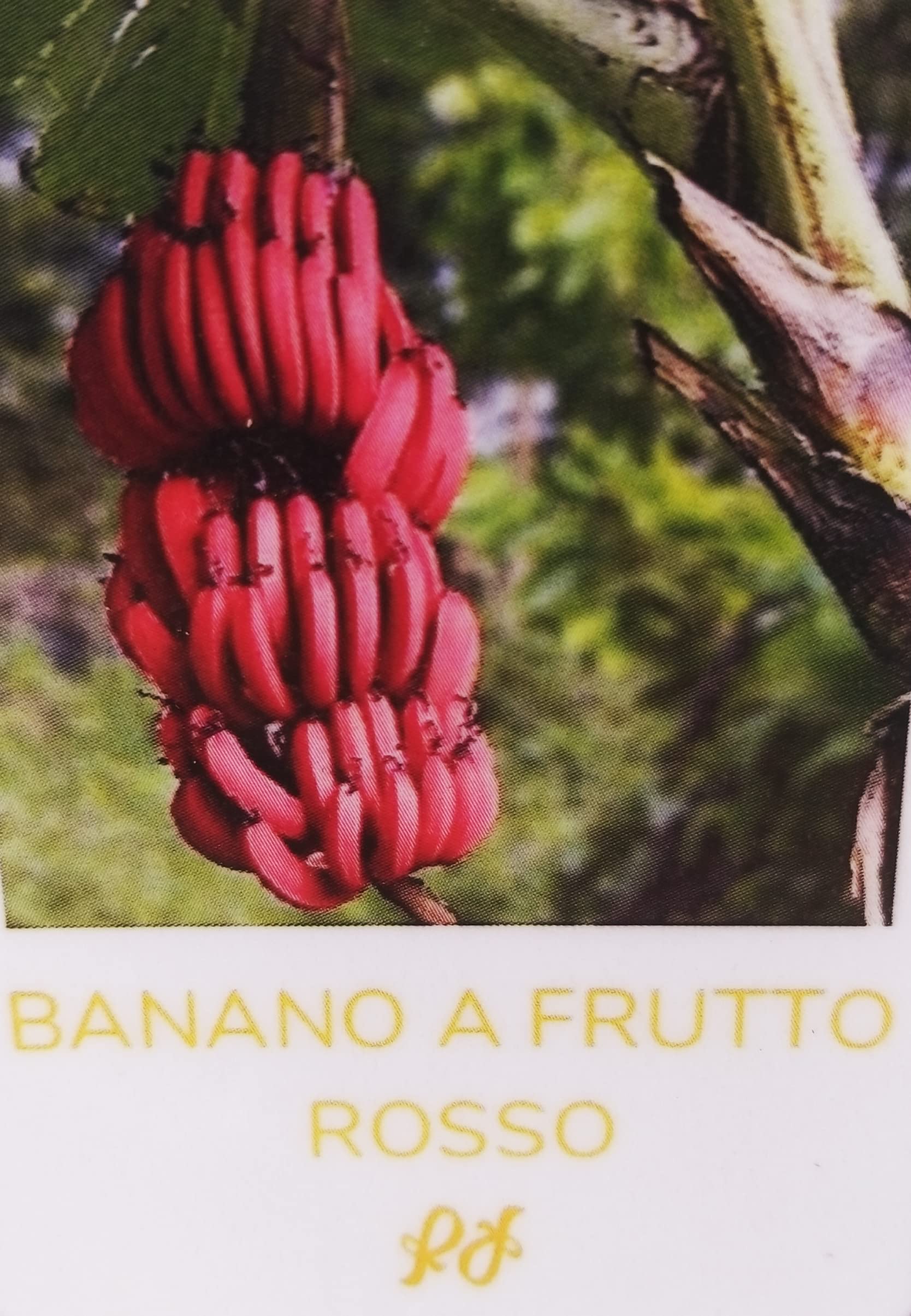 BANANO A FRUTTO ROSSO (MUSA VELUTINA) VASO 18CM DIAMETRO, PIANTA DEL BANANO, pianta vera
