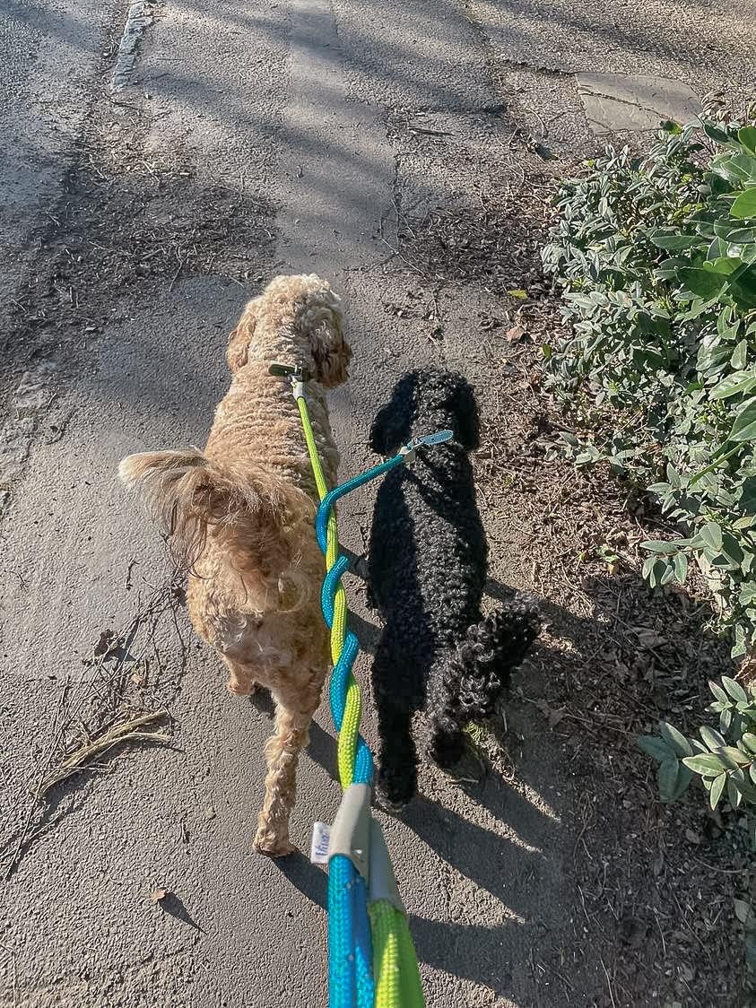 Ancol Viva Reflective Rope and Leather Snap Dog Lead - Blue - Durable Weatherproof Poly Weave Puppy Walking Accessory - 1.07m x 12mm