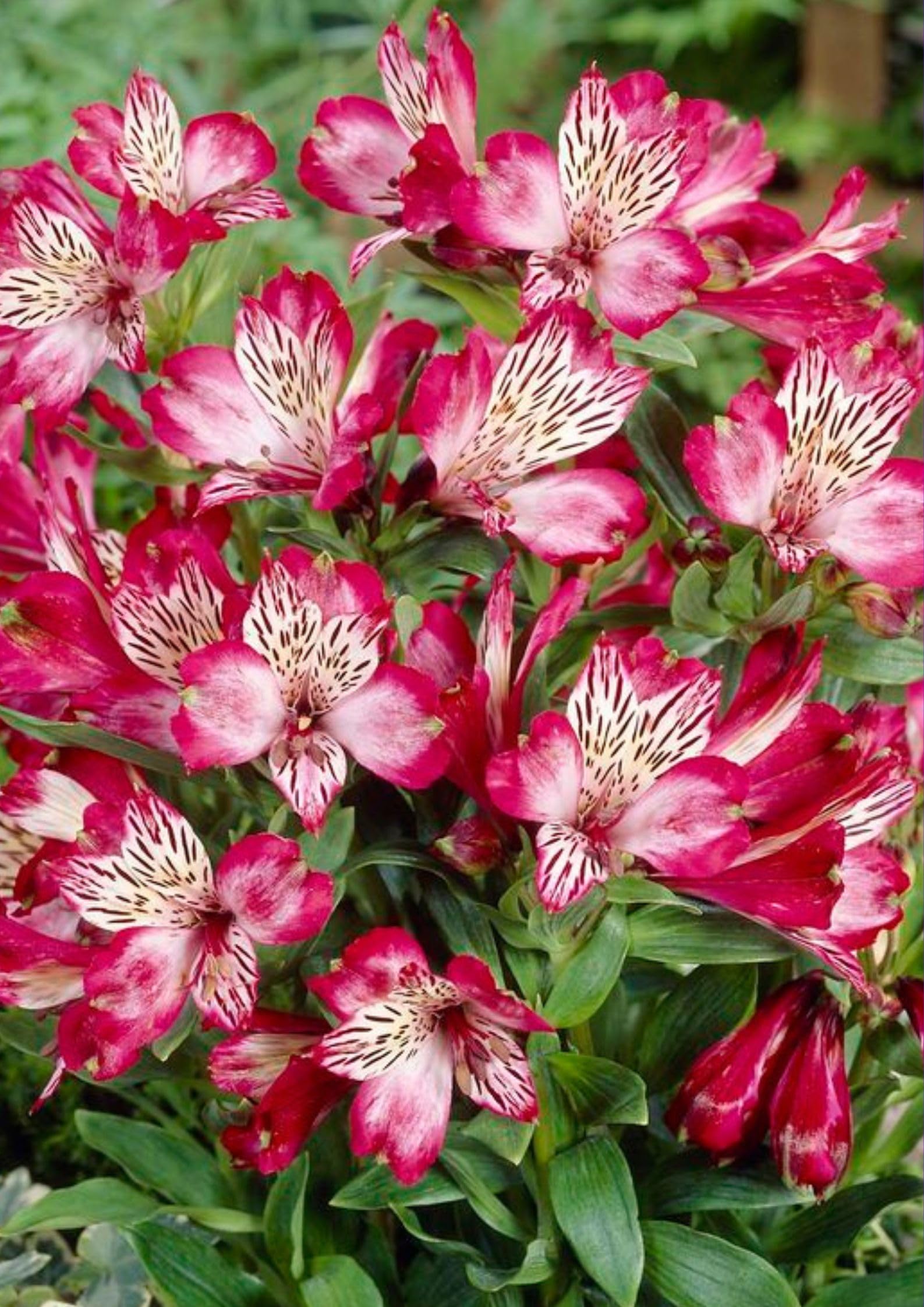 Radha Krishna Agriculture® Alstroemeria Imported Double Pink Color Flower Bulbs For Gardening (Pack Of 1 Bulbs) (B0CRBF7TCK) Amazon Price History, Amazon Price Tracker
