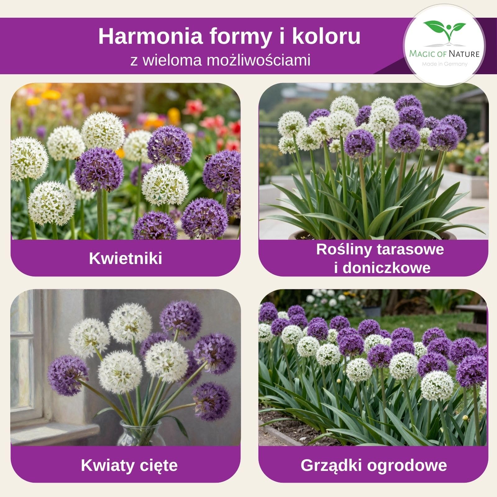 Magic of Nature: Czosnek Olbrzymi Nasiona (60 szt.) Allium giganteum Mix Fioletowy i Biały – Mrozoodporne Nasiona Ogrodowe
