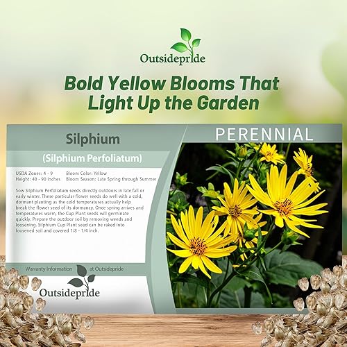 Miniatura 5 de Outsidepride Silphium Cup - Semillas de flores para plantas  200 piezas de plantas perennes, altas de 3 a 7 pies, atraen abejas y mariposas, pleno