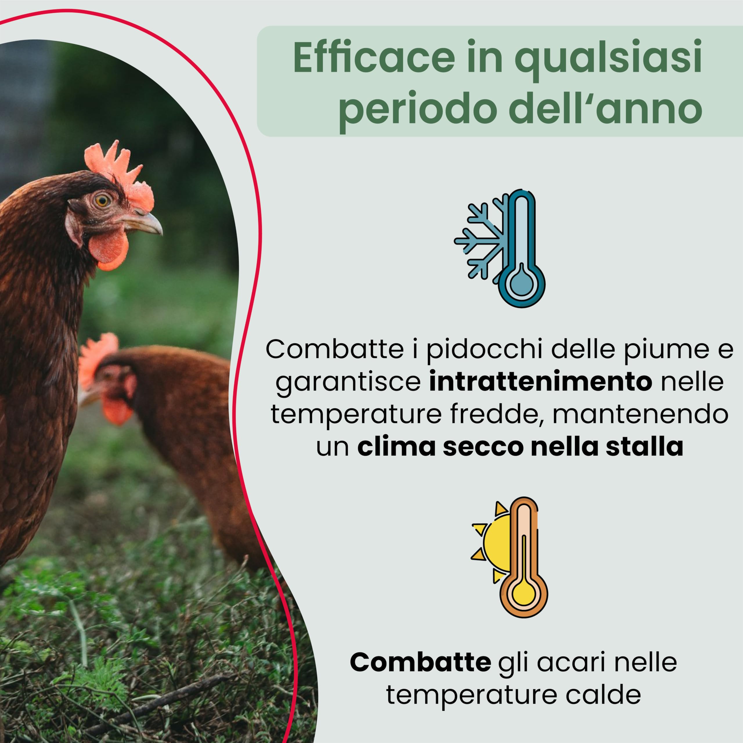 Bagno di polvere antiacaro per polli 25 kg, bagno di sabbia in polvere contro gli acari, rimedio antiacaro per polli, protezione antiacaro naturale, polvere
