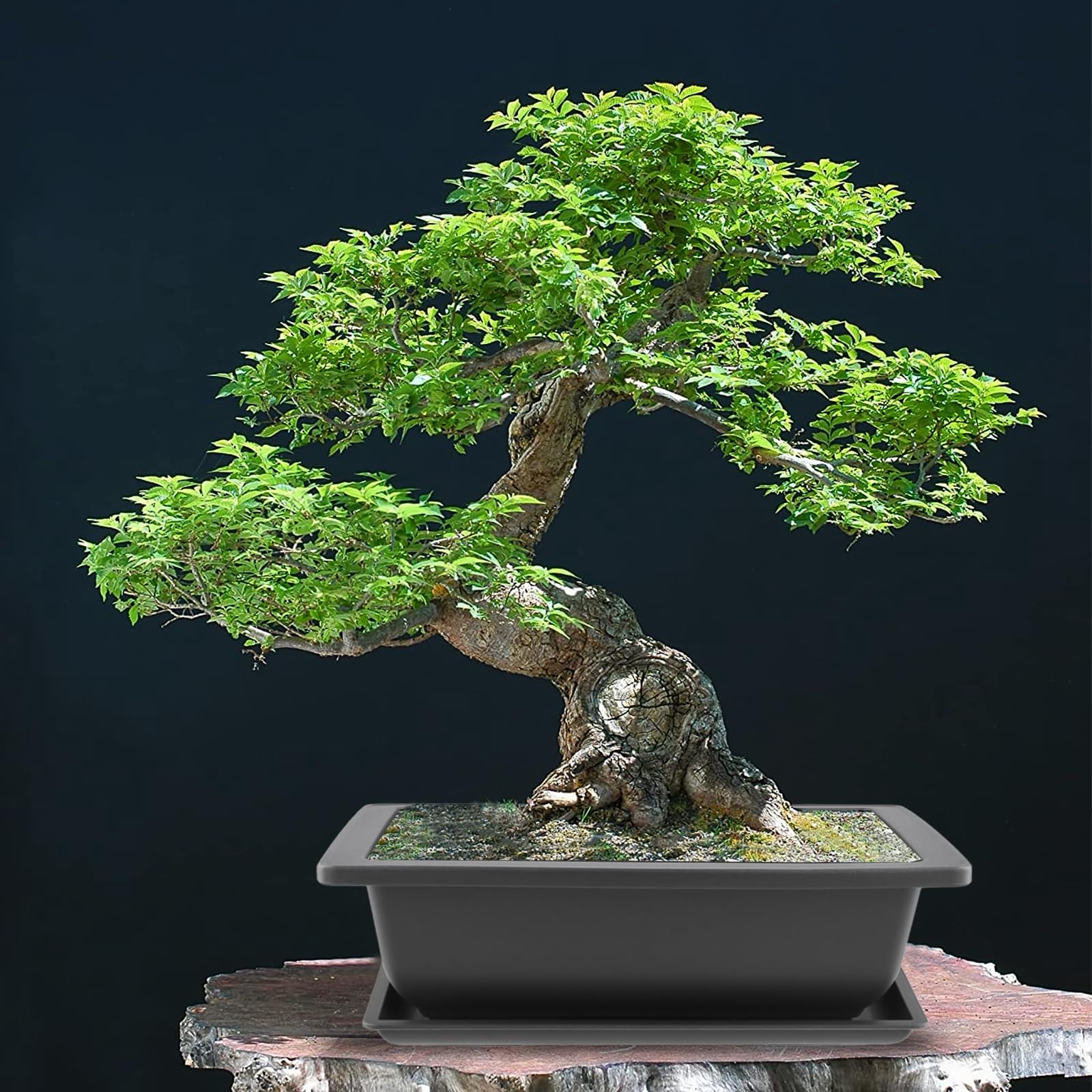 10 vasi da allenamento per bonsai, 23 x 17 cm, vasi per bonsai con sottovaso, in plastica, per soggiorno, ufficio, giardino