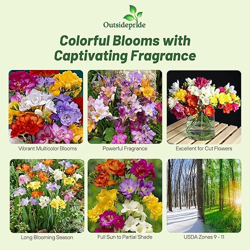 Miniatura 2 de Outsidepride Fresia Garden Cut Flower Seed Mix para jarrones, ramos, 100 semillas