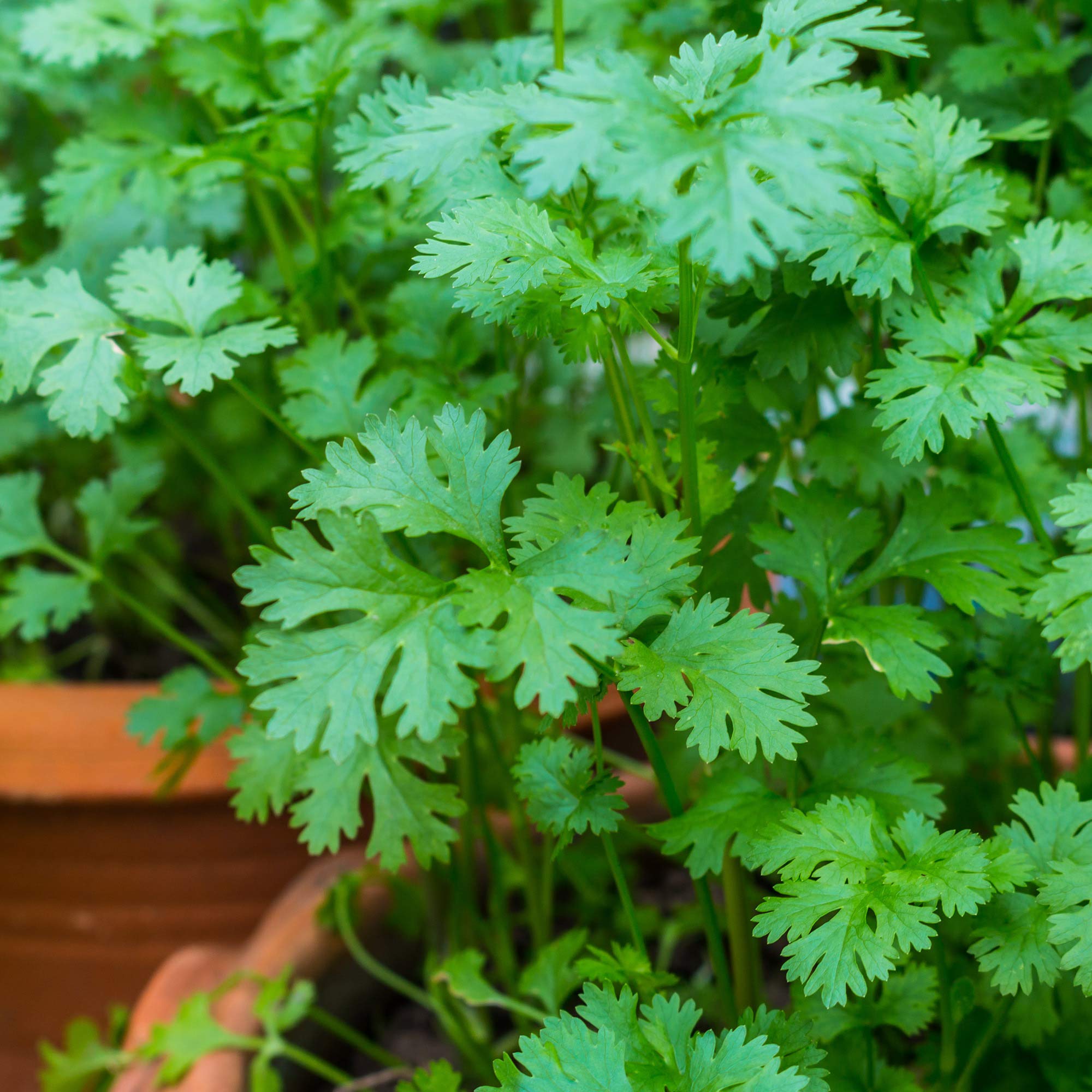 Leisure Splits Cilantro Seeds