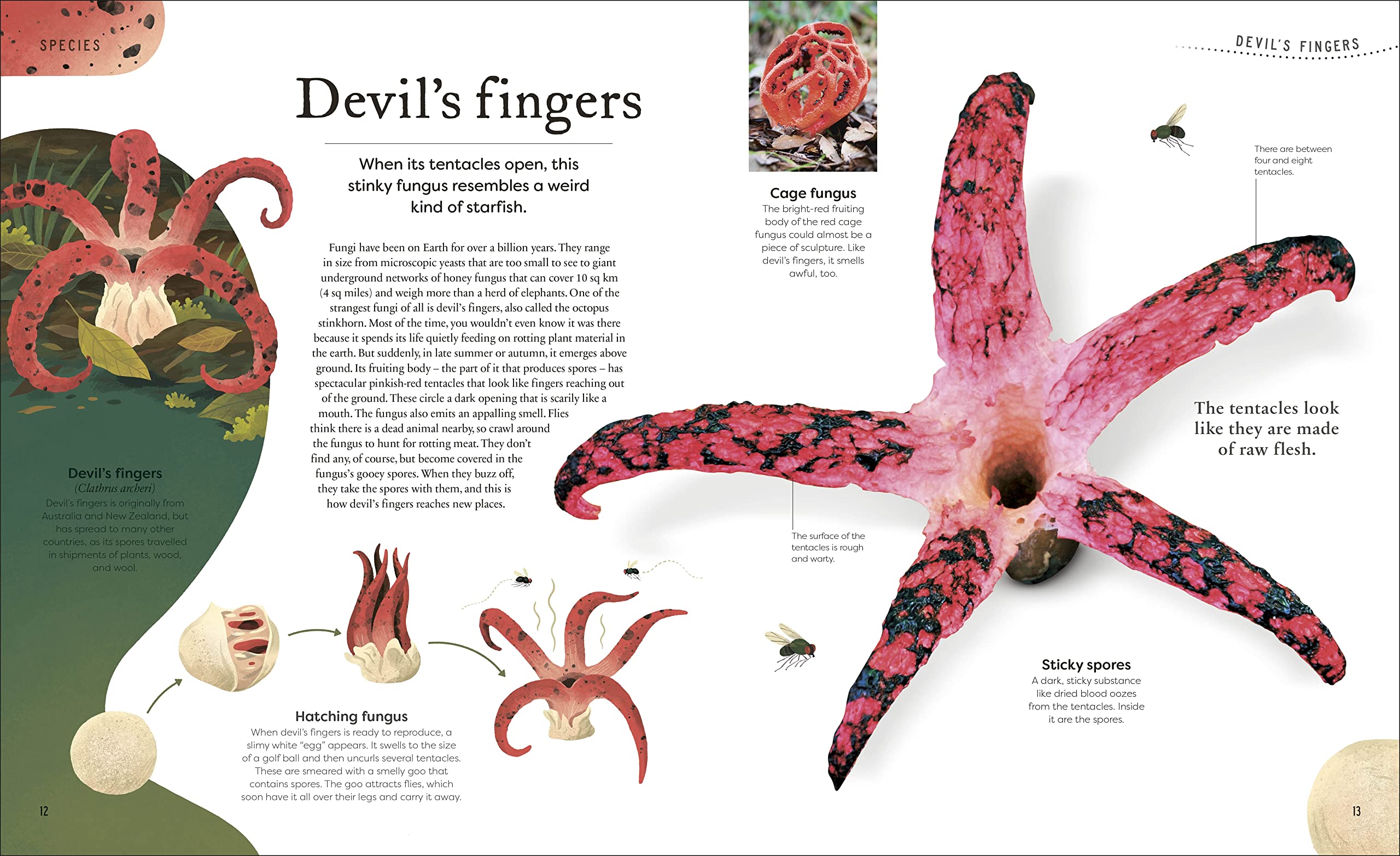 Weird and Wonderful Nature: Tales of More Than 100 Unique Animals, Plants, and Phenomena (DK Treasures)