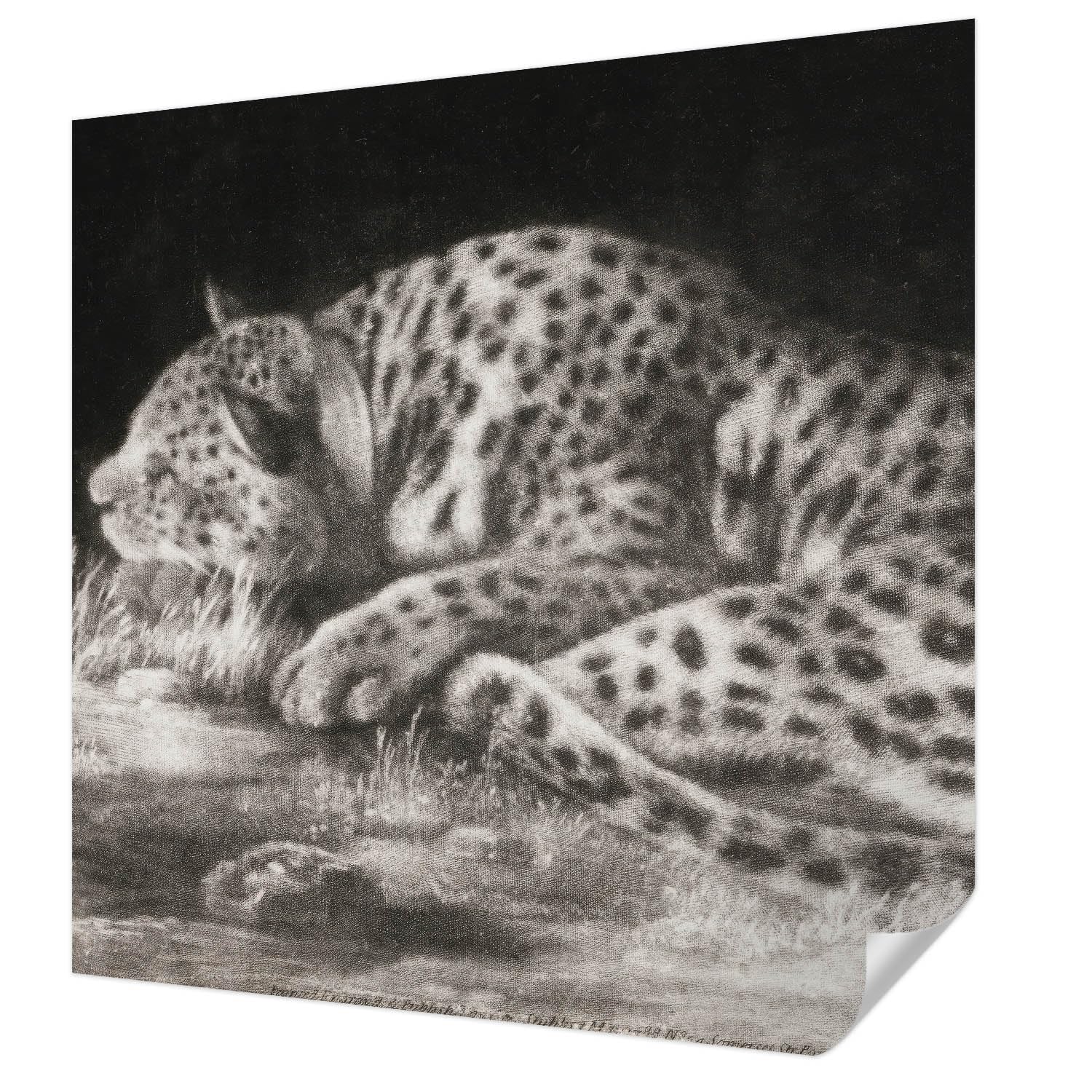 Papier peint photo autocollant léopard 250x250 cm Tulup pour chambre