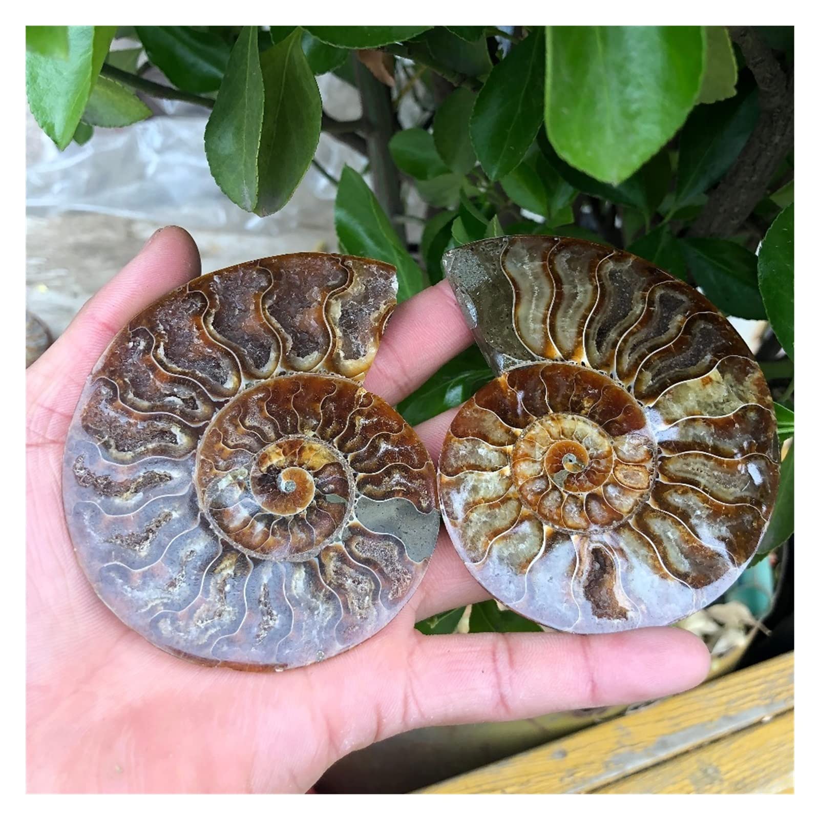LQYXGS Crystal Stone Home Decor 2pcs madagascar fossils iridescent ammonite natural stones and minerals specimen