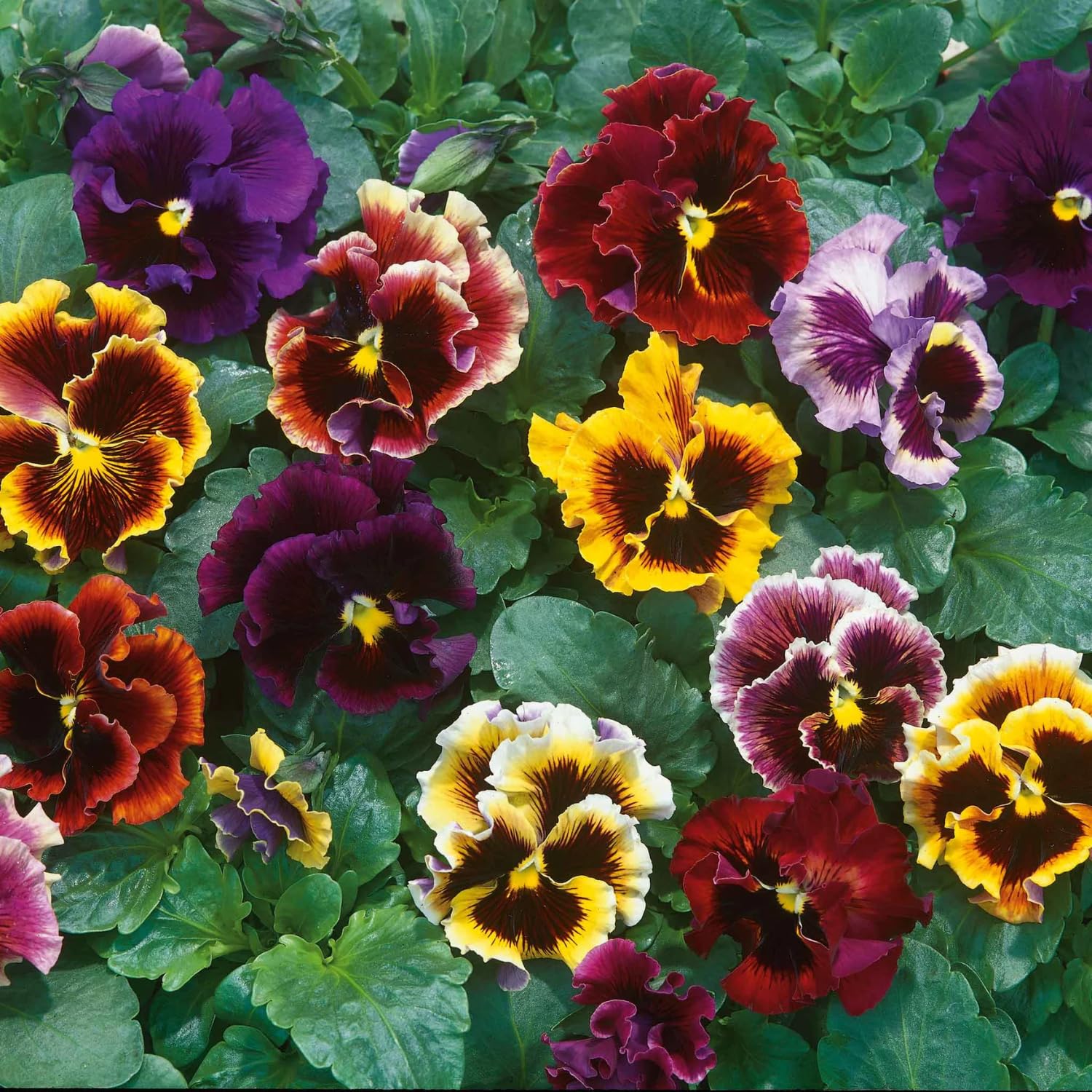 2 Rare Curly Pansy Viola Live Plants, Annual Pansies Flower Blooming for Garden Beds, Pots and Borders, 3–5 Inches Tall, Zones 4-8
