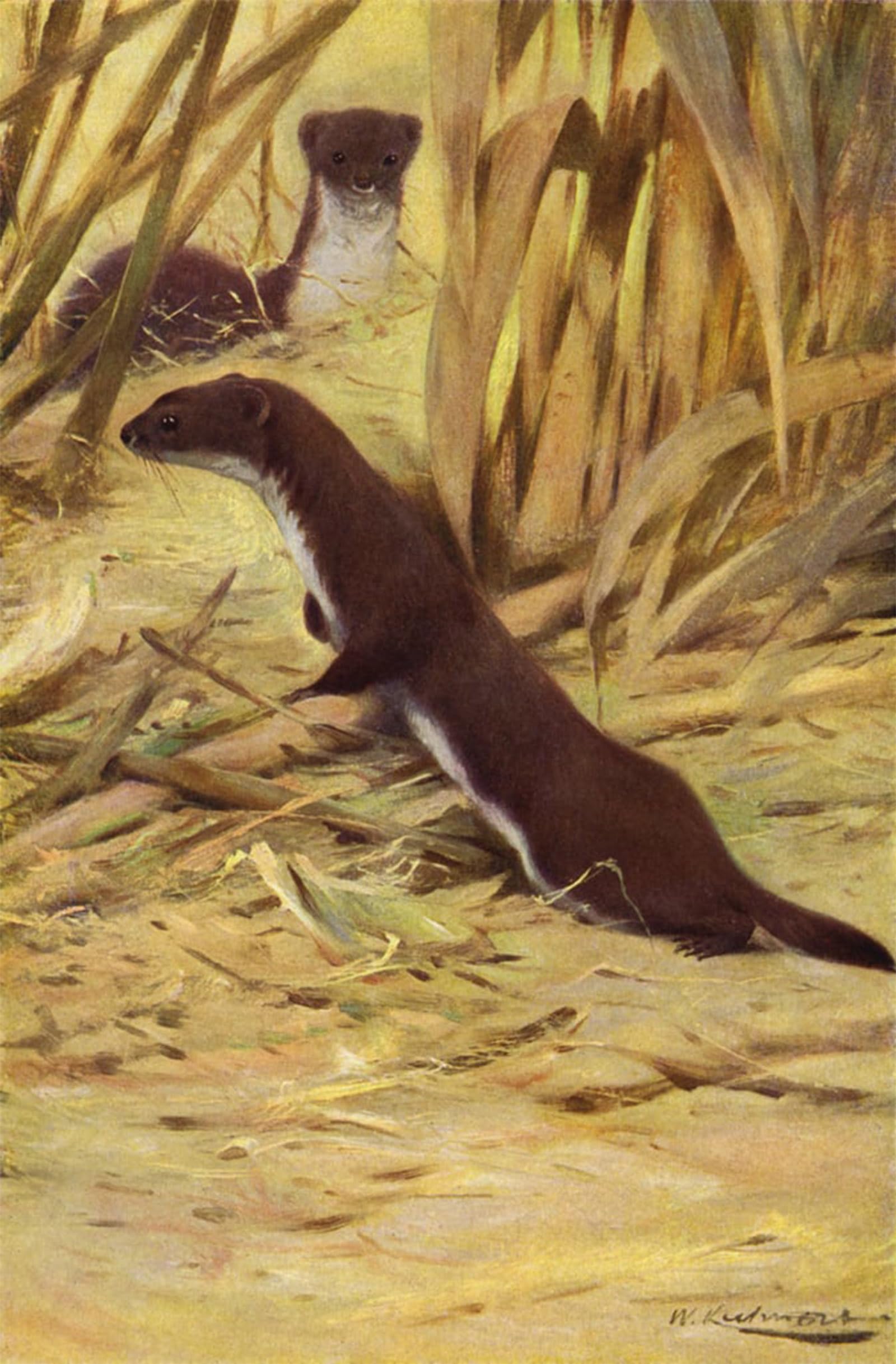 POSTERIIk Vintage Art Print Images Pictures Print Weasel by After Wilhelm Kuhnert Modern Colour Posters for Office Home Decor 60x90cm