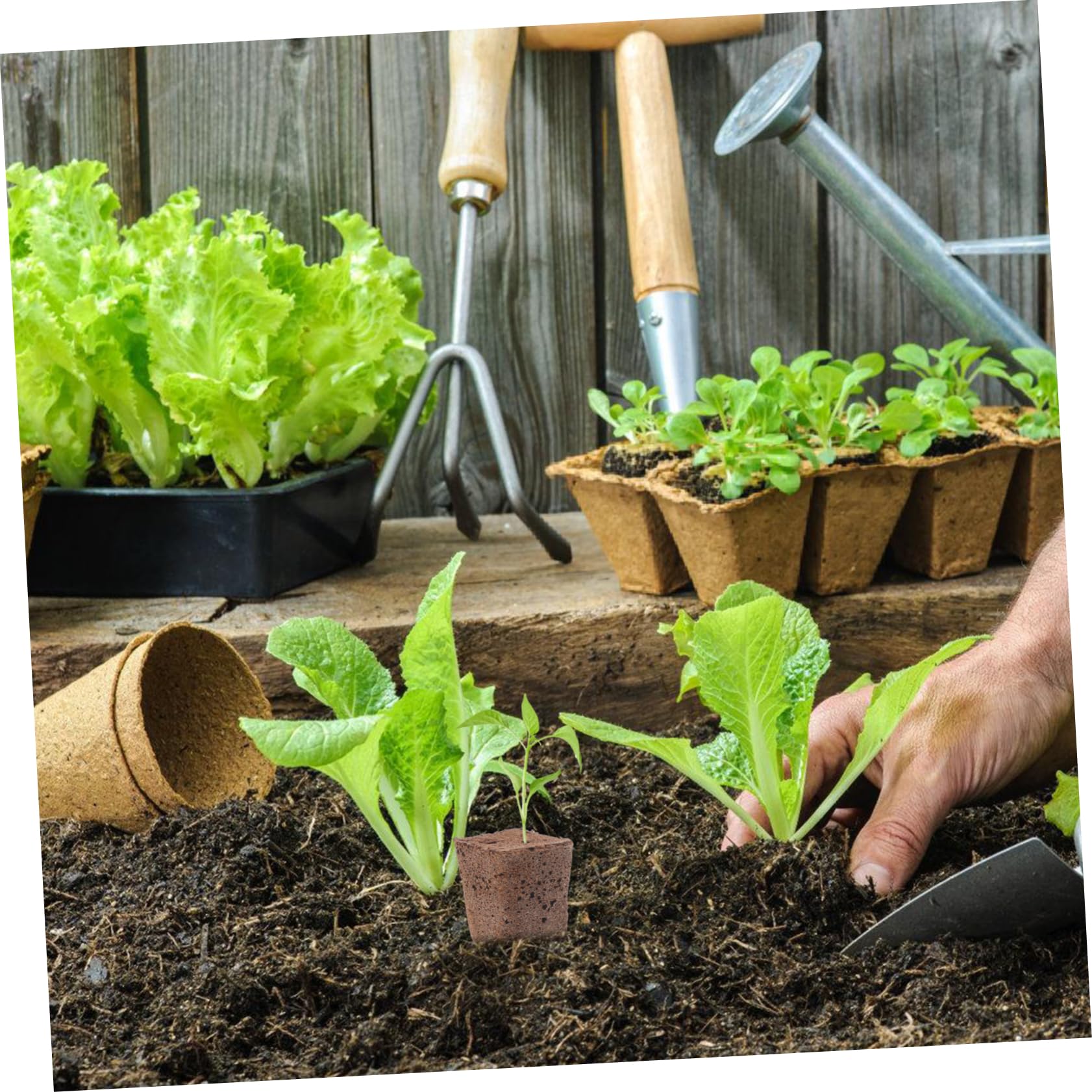 HEMOTON 3 Ensembles Blocs De Démarrage pour Germination De Plantes Hydroponiques Cubes De Nutriments Engrais pour Culture Sol Idéaux pour Jardinage Propagation Plantes 40 Pièces * 3