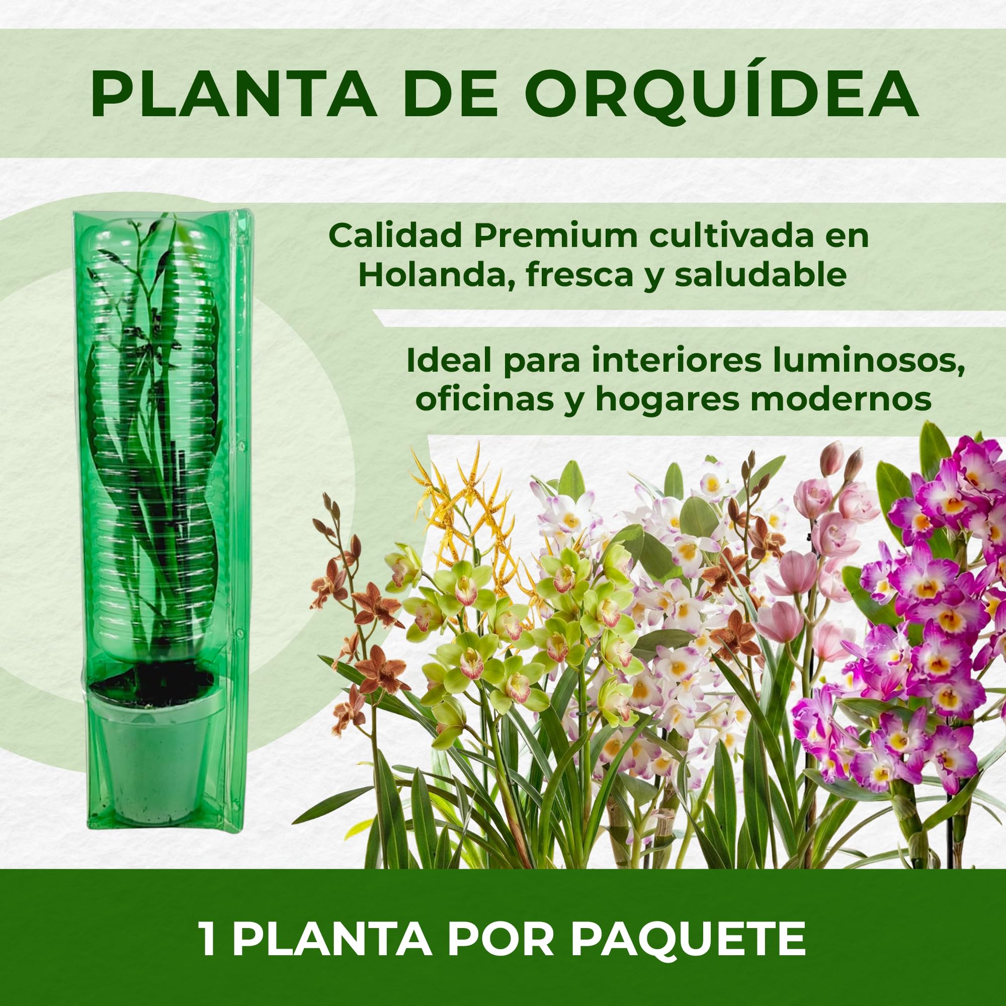 Colección de orquídeas de Bambus Dendrobium Nobile, 3 plantas grandes reales de interior de Holanda, de 30-40 cm de altura, florecientes y fragantes