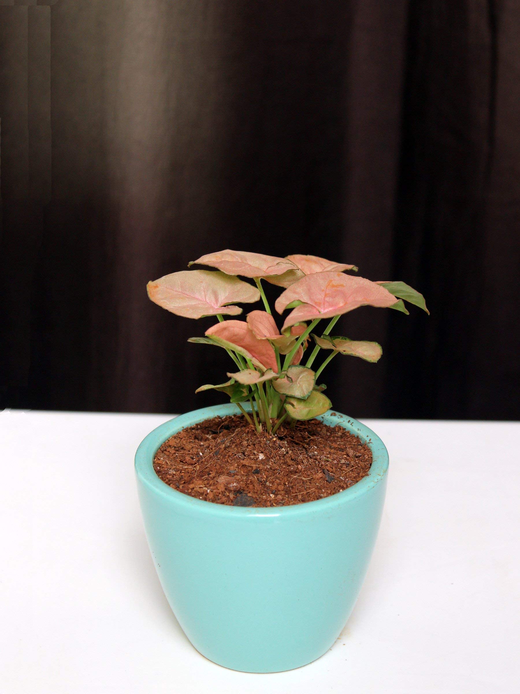 Rolling Nature Good Luck Air Purifying Pink Syngonium Plant in Aqua Round Spectra Ceramic Pot (B08SC58BD2) Amazon Price History, Amazon Price Tracker