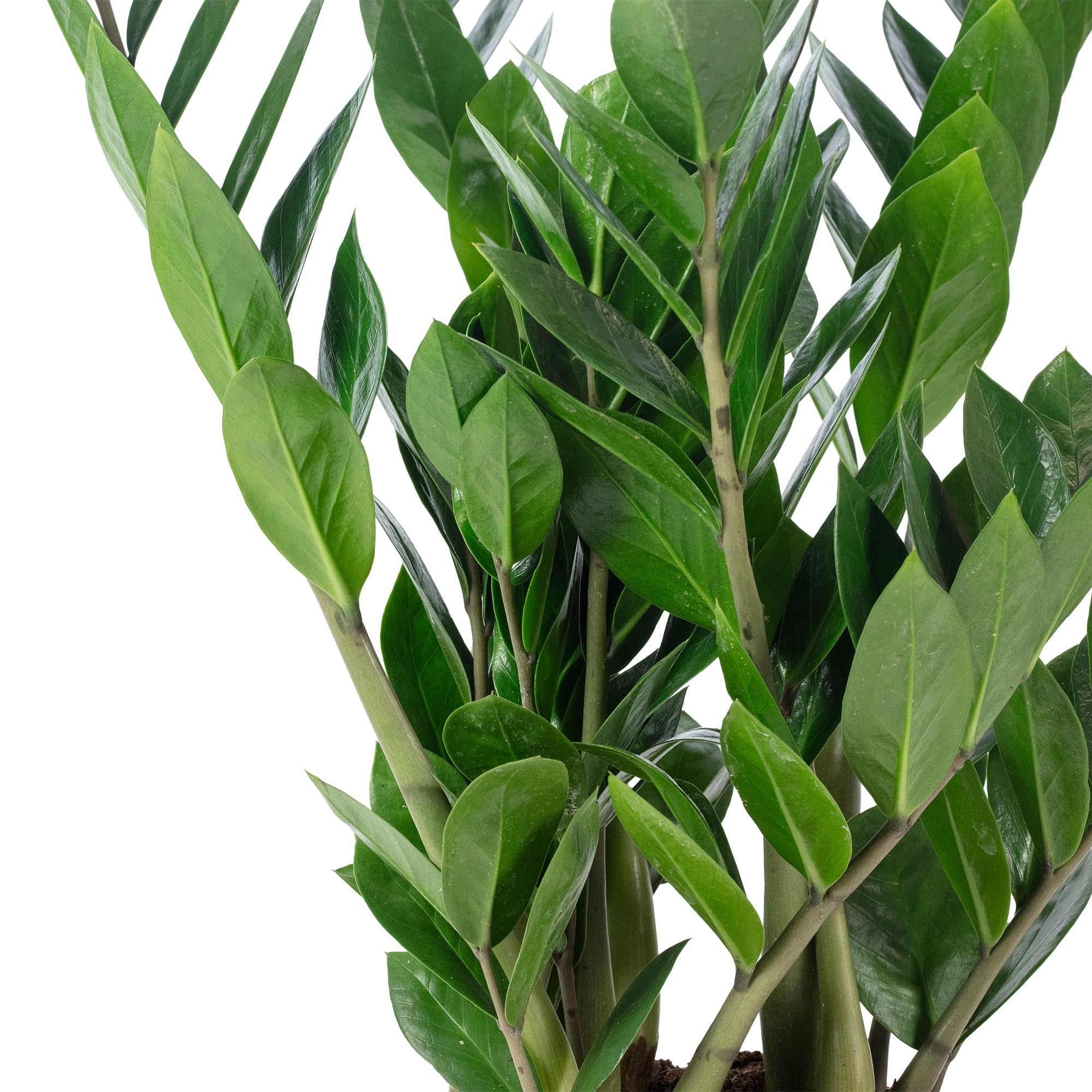 Glücksfeder - pflegeleichte Zimmerpflanze, Zamioculcas zamiifolia 3+ - Höhe ca. 55 cm, Topf-Ø 17 cm