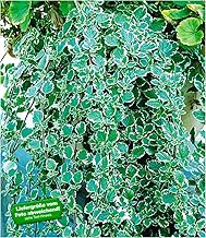 BALDUR Garten 3 x Frankincense, Plants in 9 x 9 cm Pot, Scented Hanging Plant, for Balcony Boxes and Hanging Baskets, Easy to Clean & Growth, Long Shoots, Two-Tone Leaves