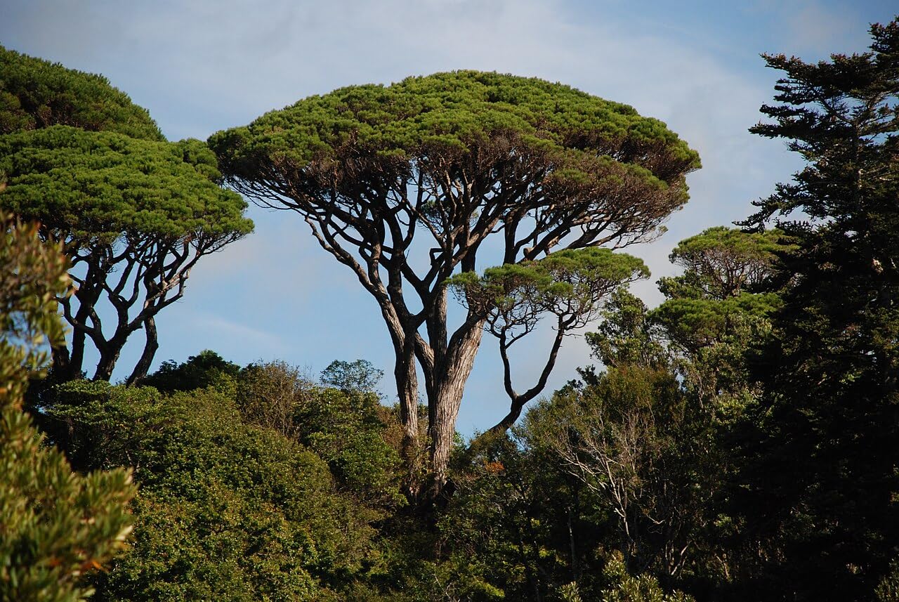 Graines de Pin Parasol (Pinus Pinea) - Conifère Méditerranéen - Pignons Comestibles