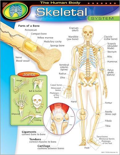 Tabla de aprendizaje del cuerpo humano-sistema esquelético disponible en Yaxa Peru