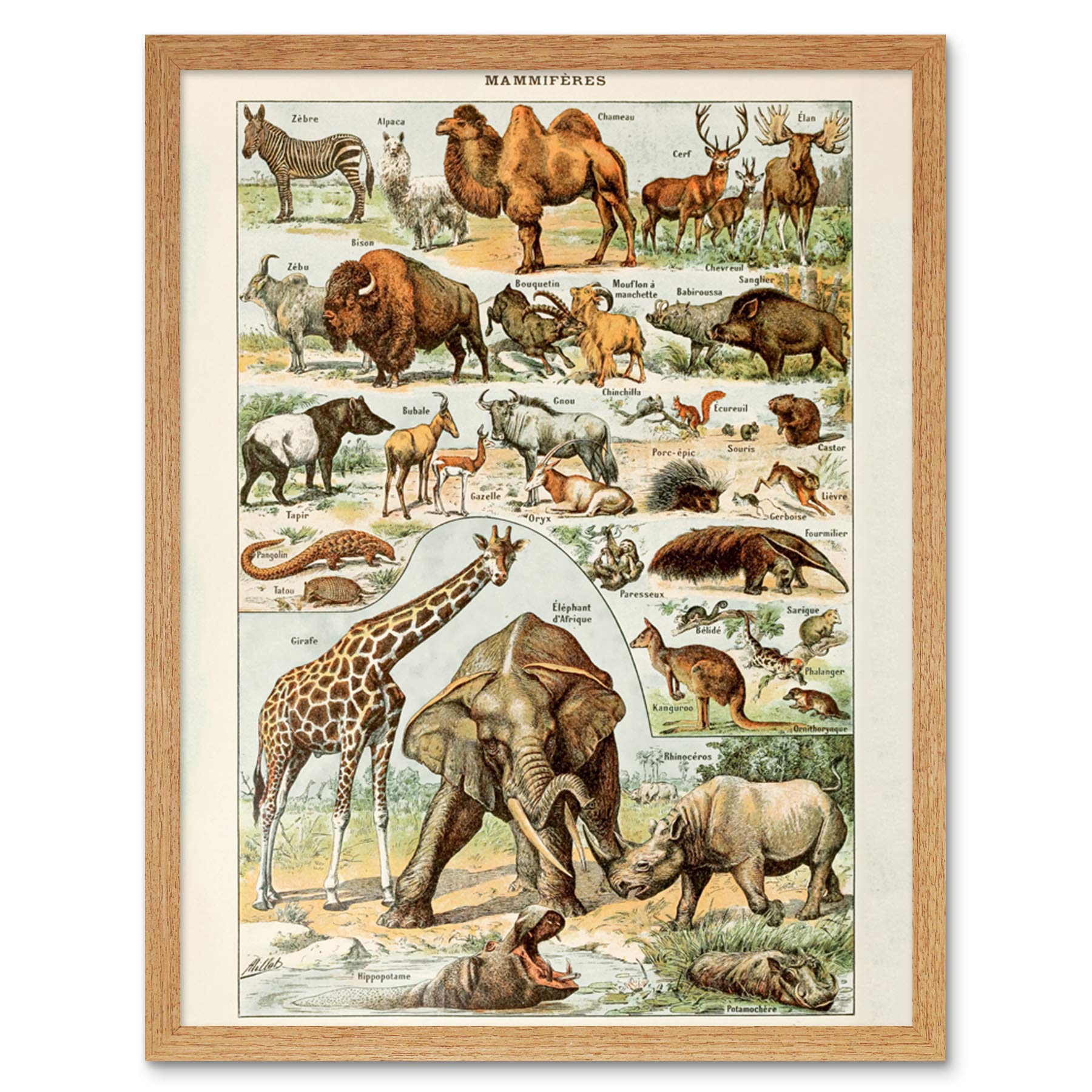 Artery8 Millot Encyclopedia Page Molluscs Shells Art Print Framed Poster Wall Decor 12x16 inch — view 16