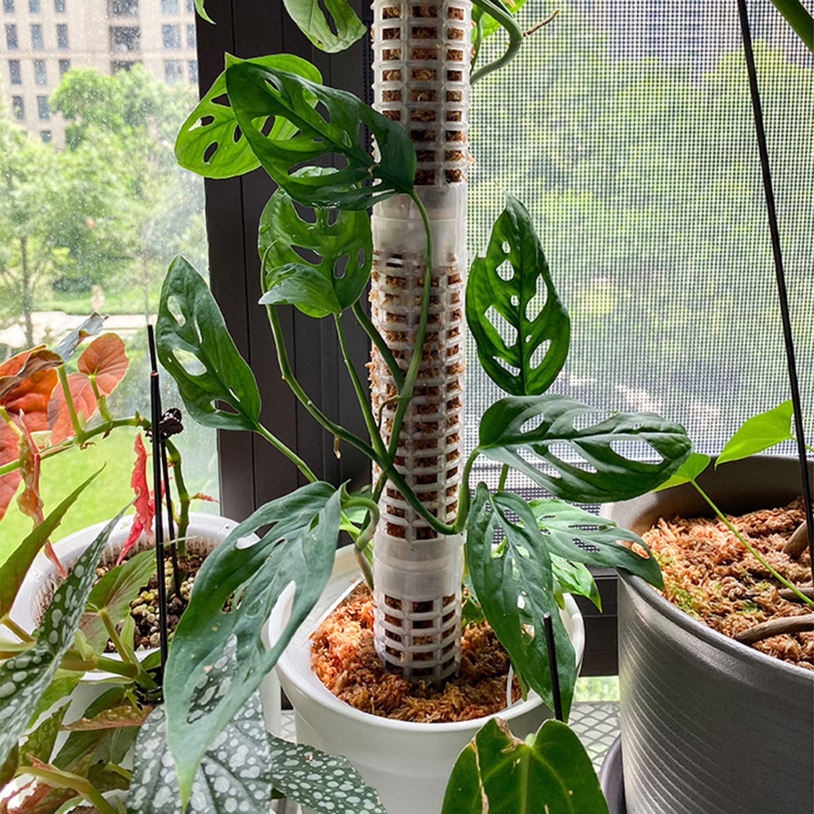 Amazon | 植物支柱 水苔柱 苔タワー モスポール ポトスタワー ポトス
