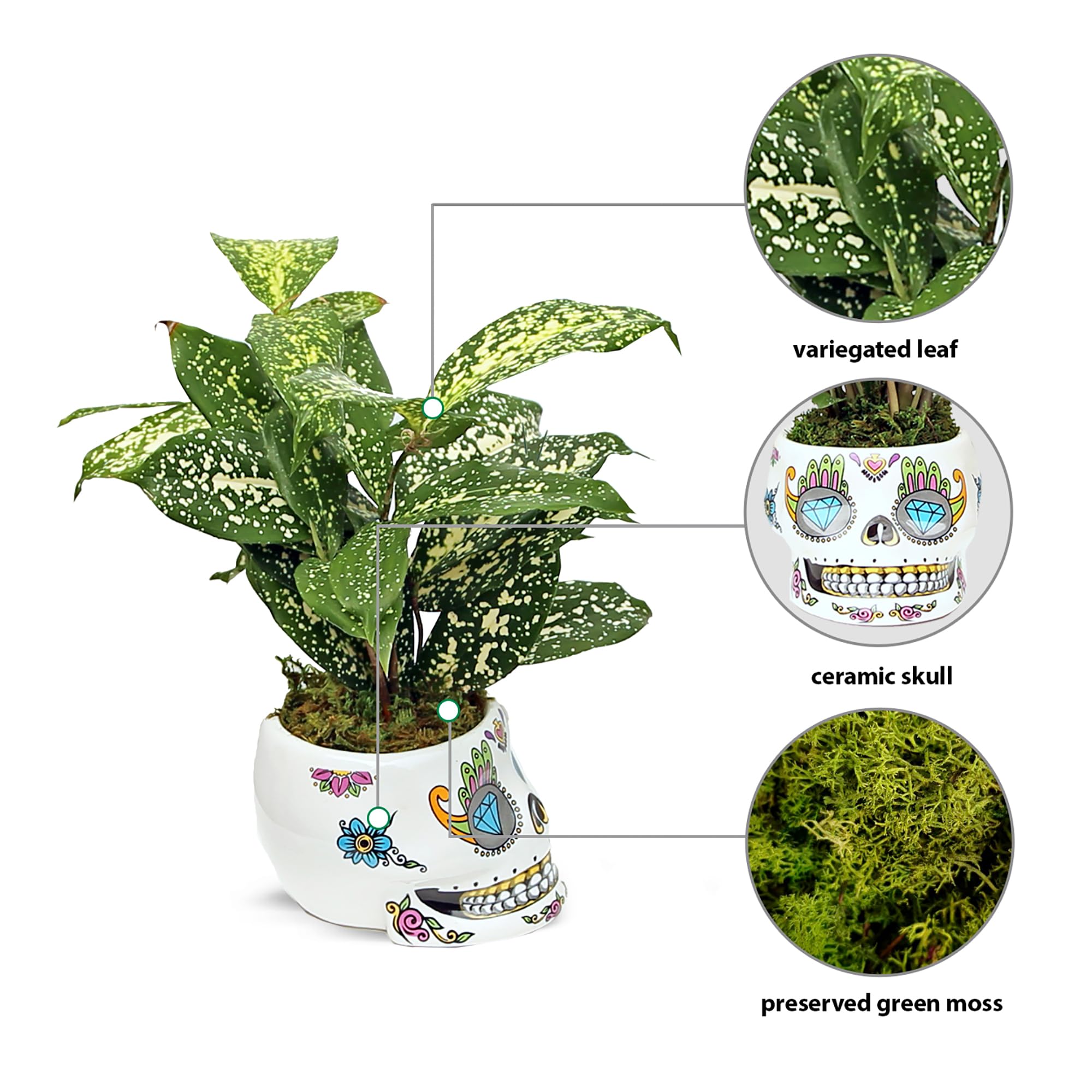 Amazon.com : Live Florida Beauty Golddust Spoted-Leaf Dracaena Surculosa,  Variegated Tropical Houseplant, Office Gift, Plant Lover Gift, Gardening  Gift, Best Friend Gift in 4" Ceramic Skull : Patio, Lawn & Garden