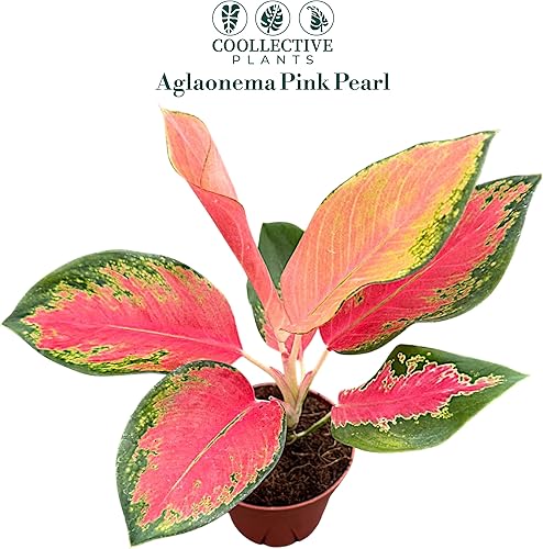 Miniatura 2 de Aglaonema Pink Pearl - Planta viva en una maceta de cultivo de 4 pulgadas, viva en interiores, fácil de cultivar, fácil de cuidar y de bajo
