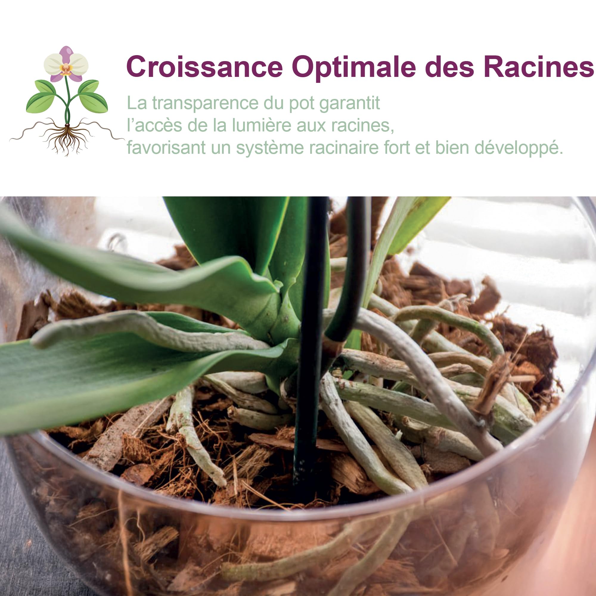 Lot de 3 Pot pour orchidées Transparent en Plastique avec Trous de Drainage et soucoupes (3 - Ø 14 cm)