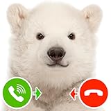 Fun Prank Calls Polar Bear Cub Fake Call