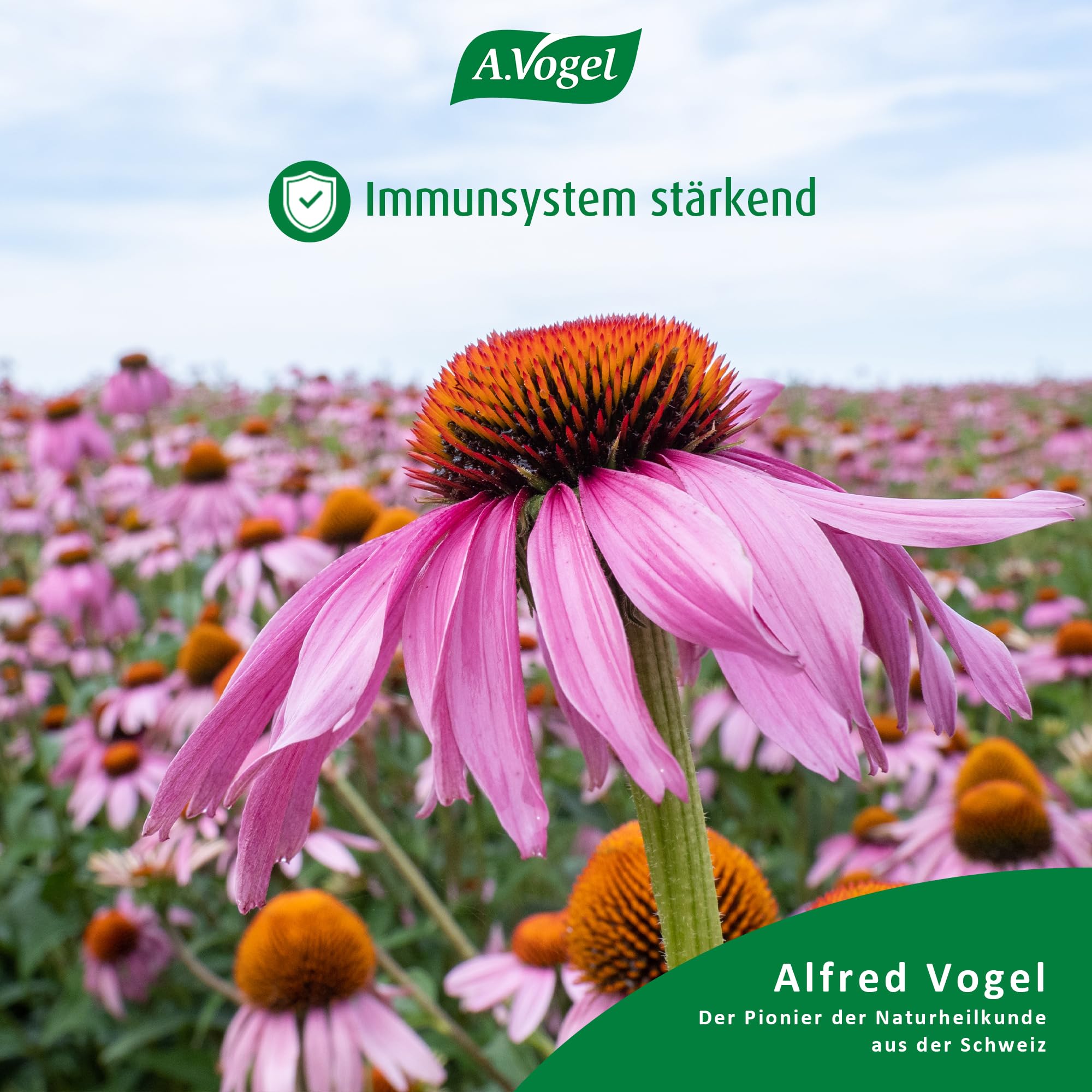 A.Vogel Echinaforce Forte Immune Tabletten 3 x 30 Stück, Immunsystem und Abwehrkraft, Nahrungsergänzungsmittel aus Echinacea Purpurea Extract, vegan, glutenfrei, laktosefrei